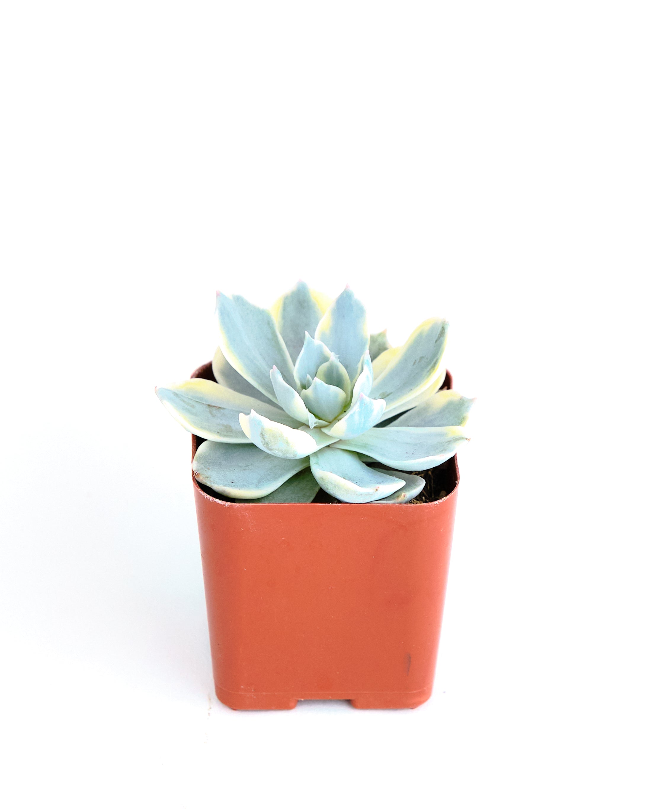 Echeveria 'Variegated Subsessilis'-mmluna
