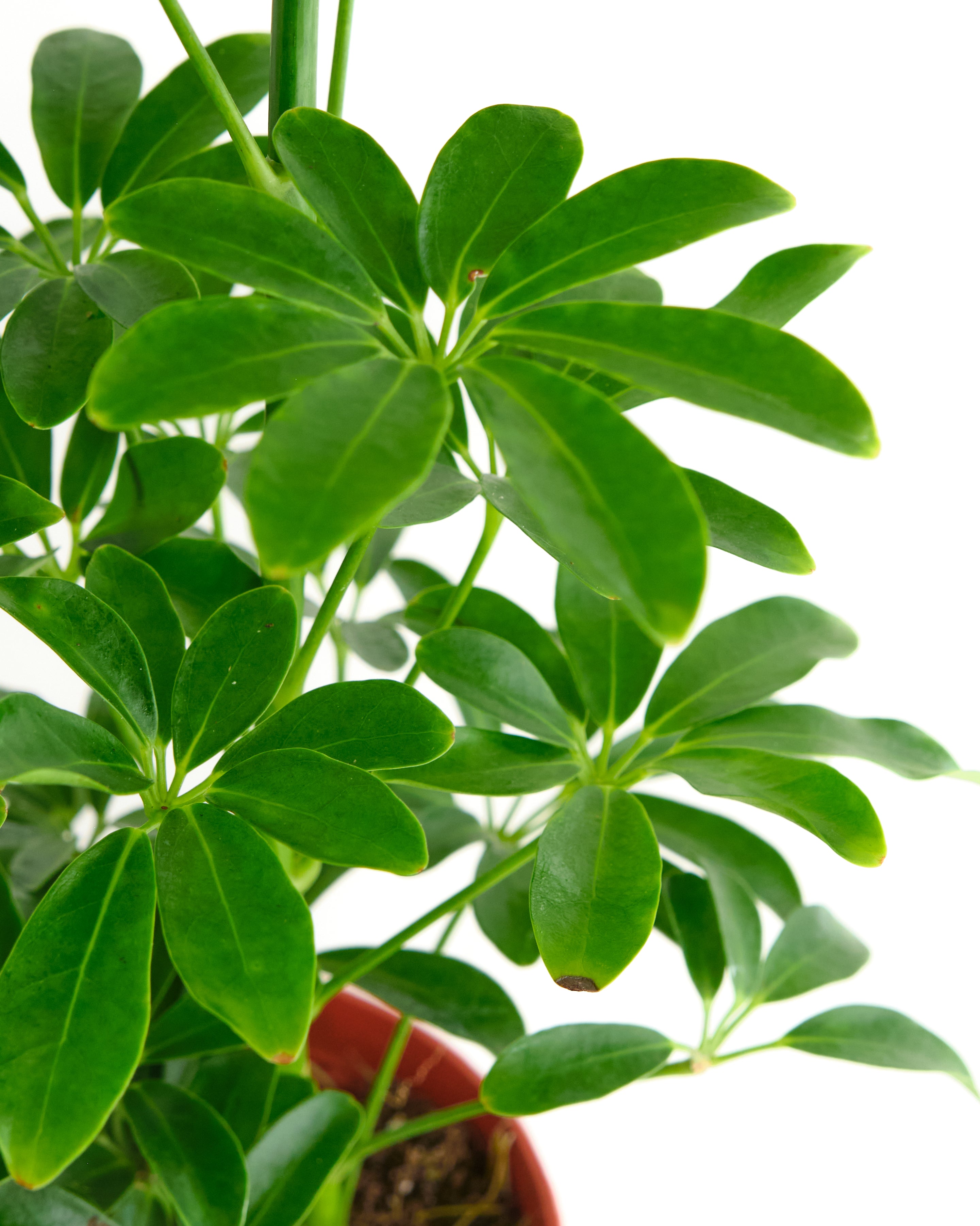 Schefflera arboricola 'Dwarf Umbrella Tree'-mmluna