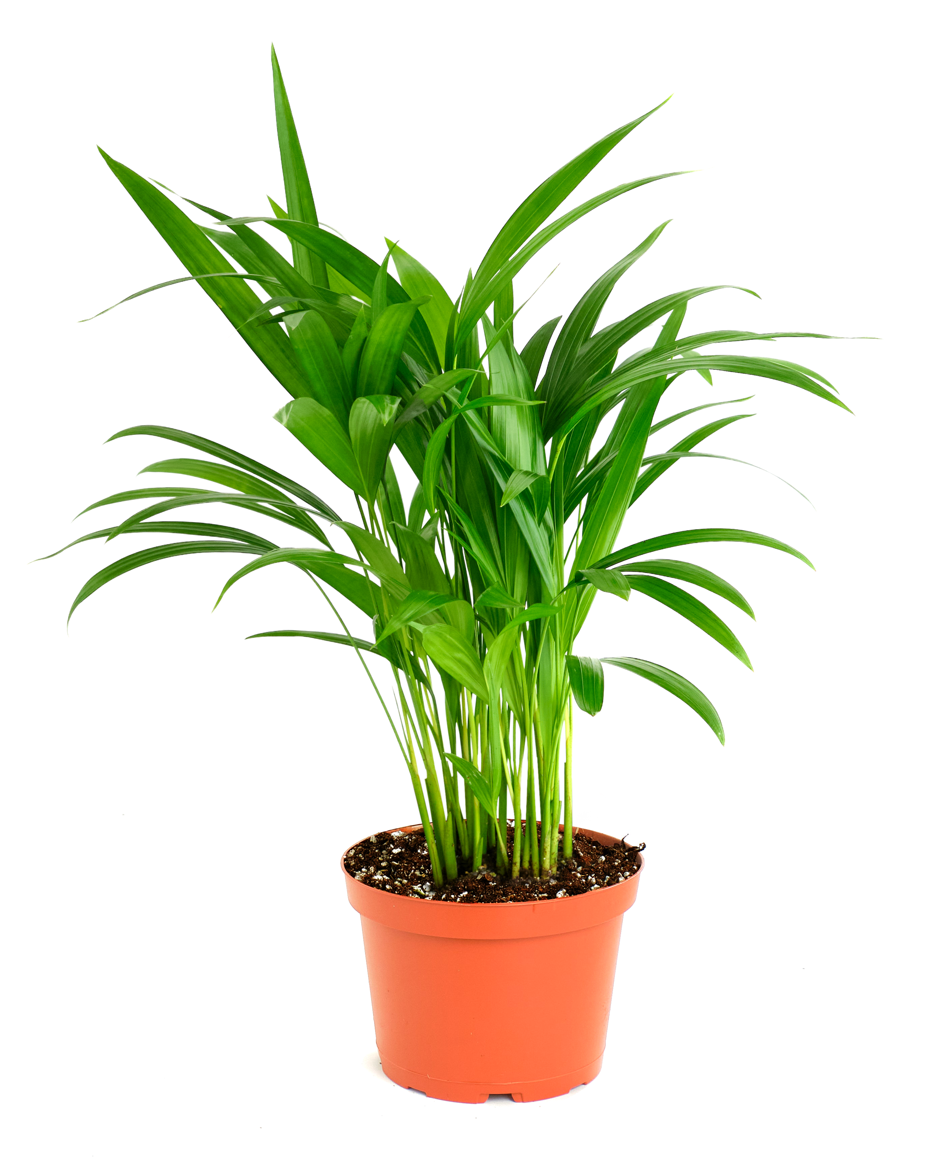 Areca Palm-mmluna