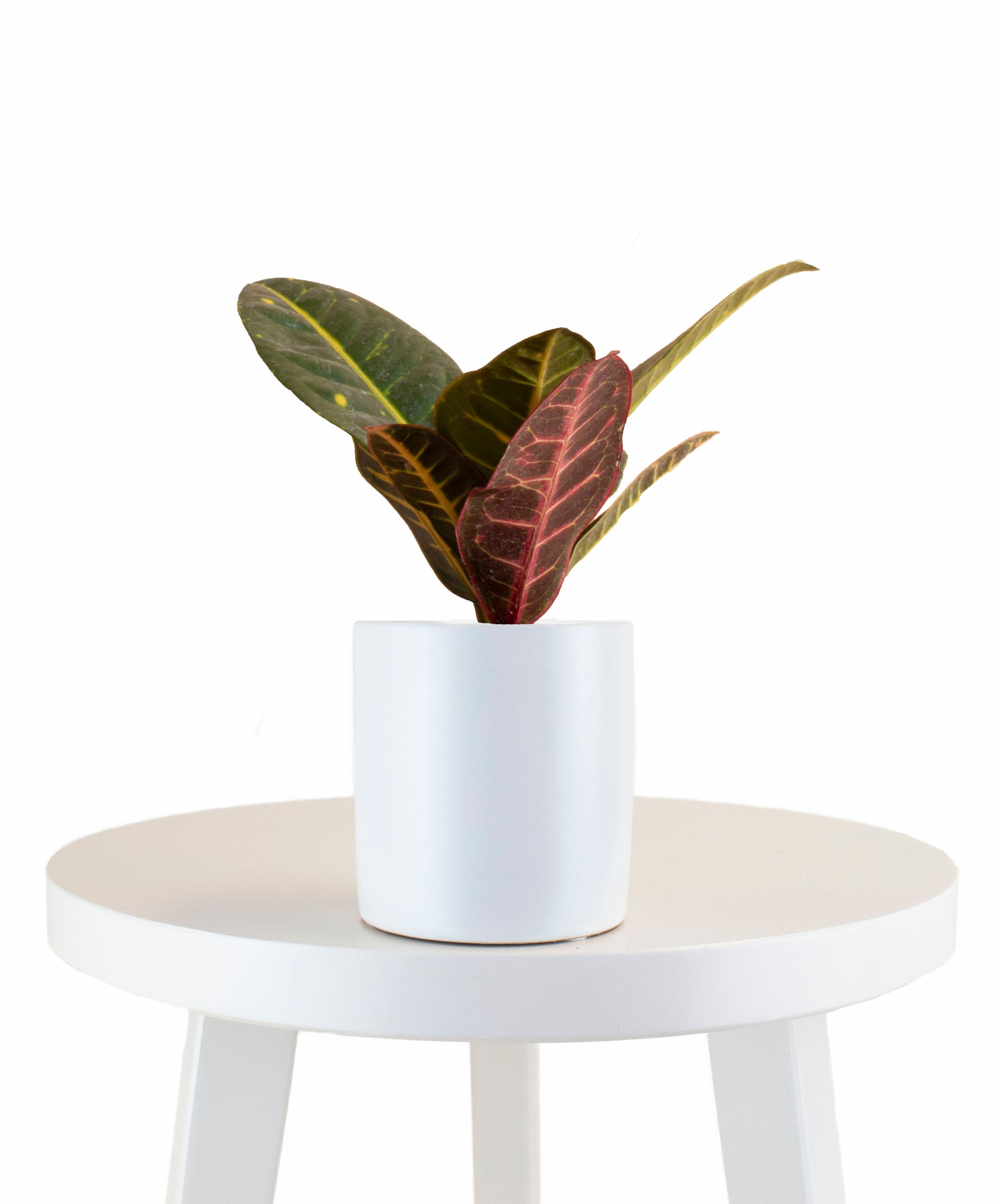 Croton Petra House Plant in White Ceramic Cylinder Planter-mmluna