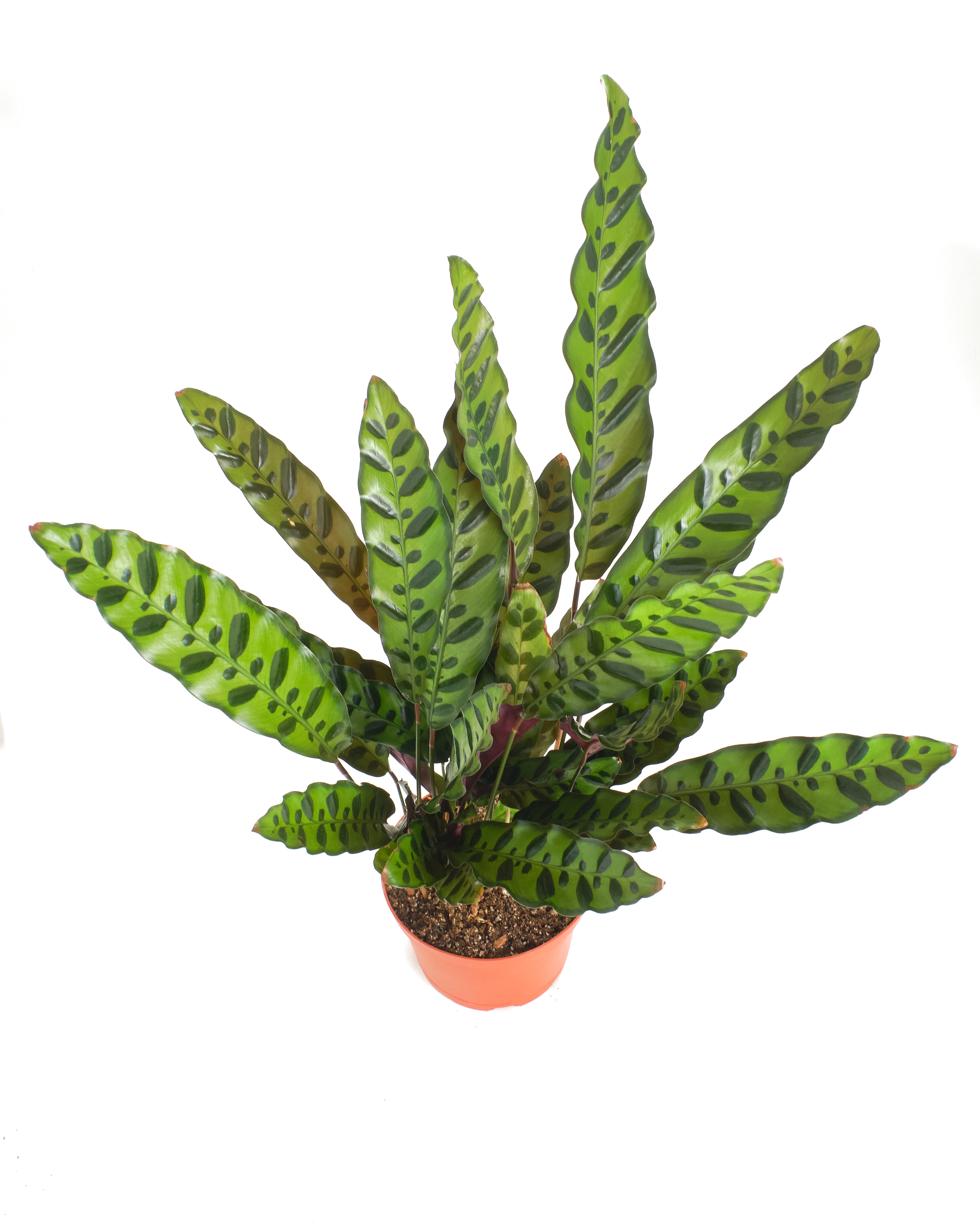 Calathea Lancifolia 'Rattlesnake Plant'-mmluna