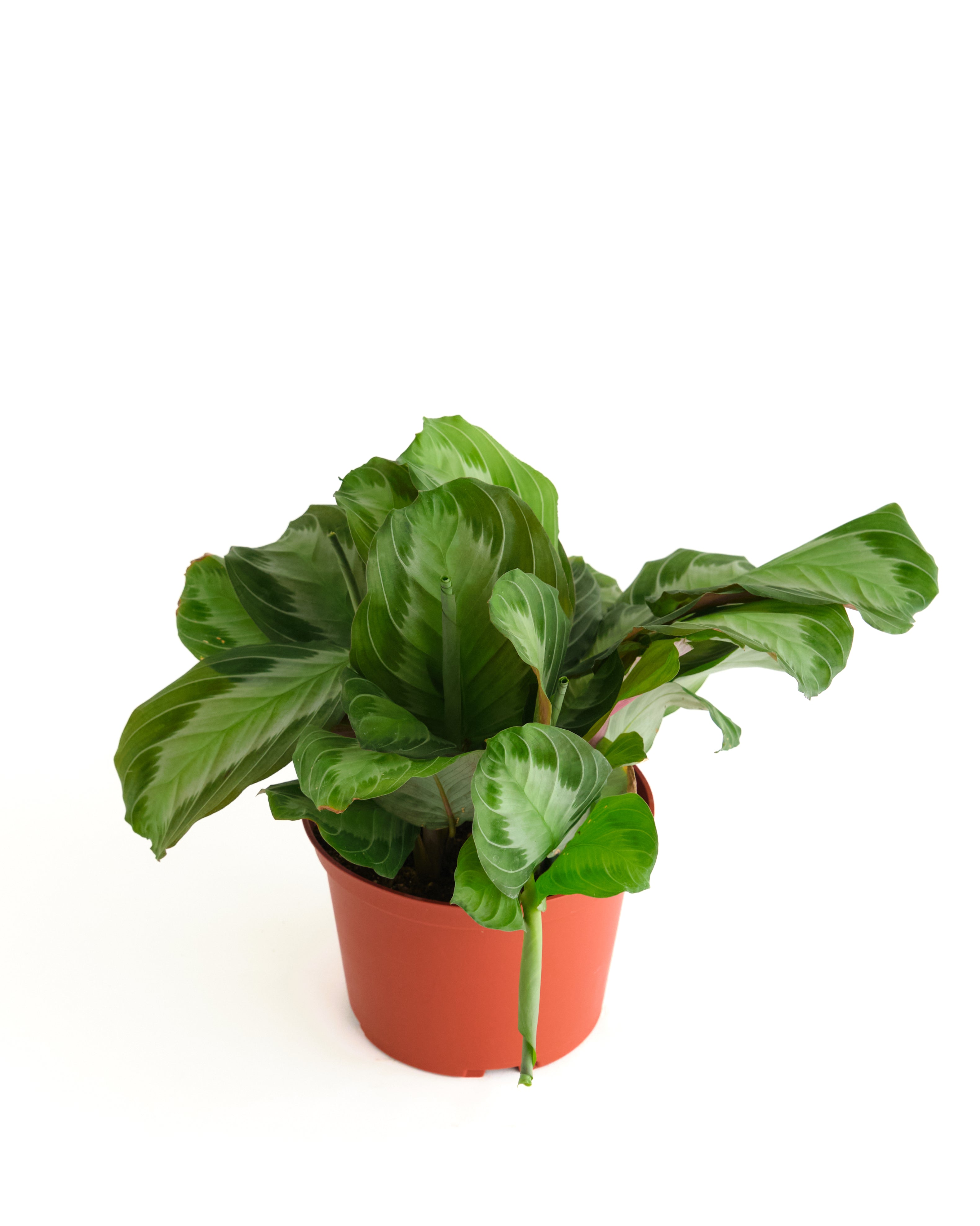Maranta leuconeura 'Silver Band'-mmluna