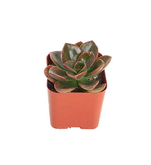 Echeveria 'Melaco'-mmluna
