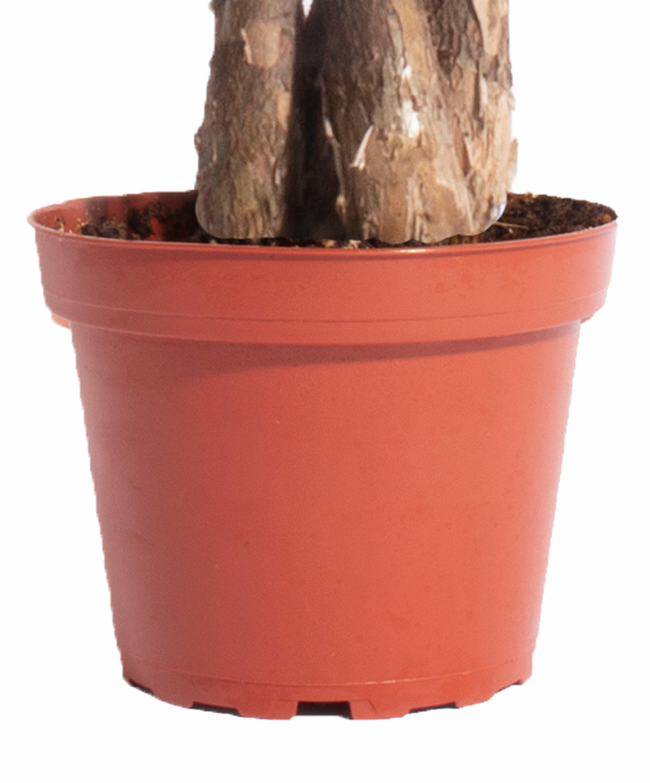 Pachira aquatica 'Money Tree'-mmluna