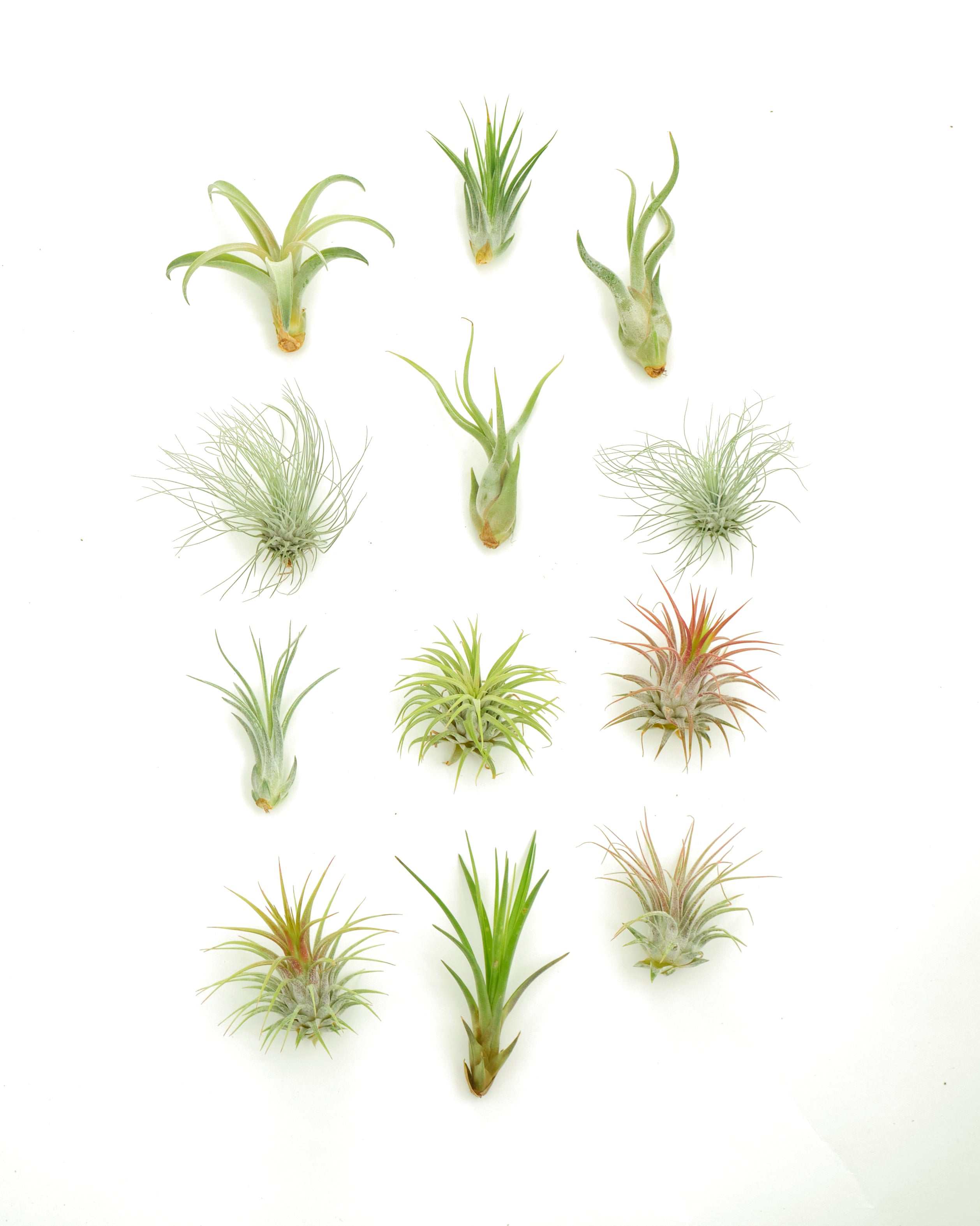 Assorted Mini Air Plant Collection-mmluna