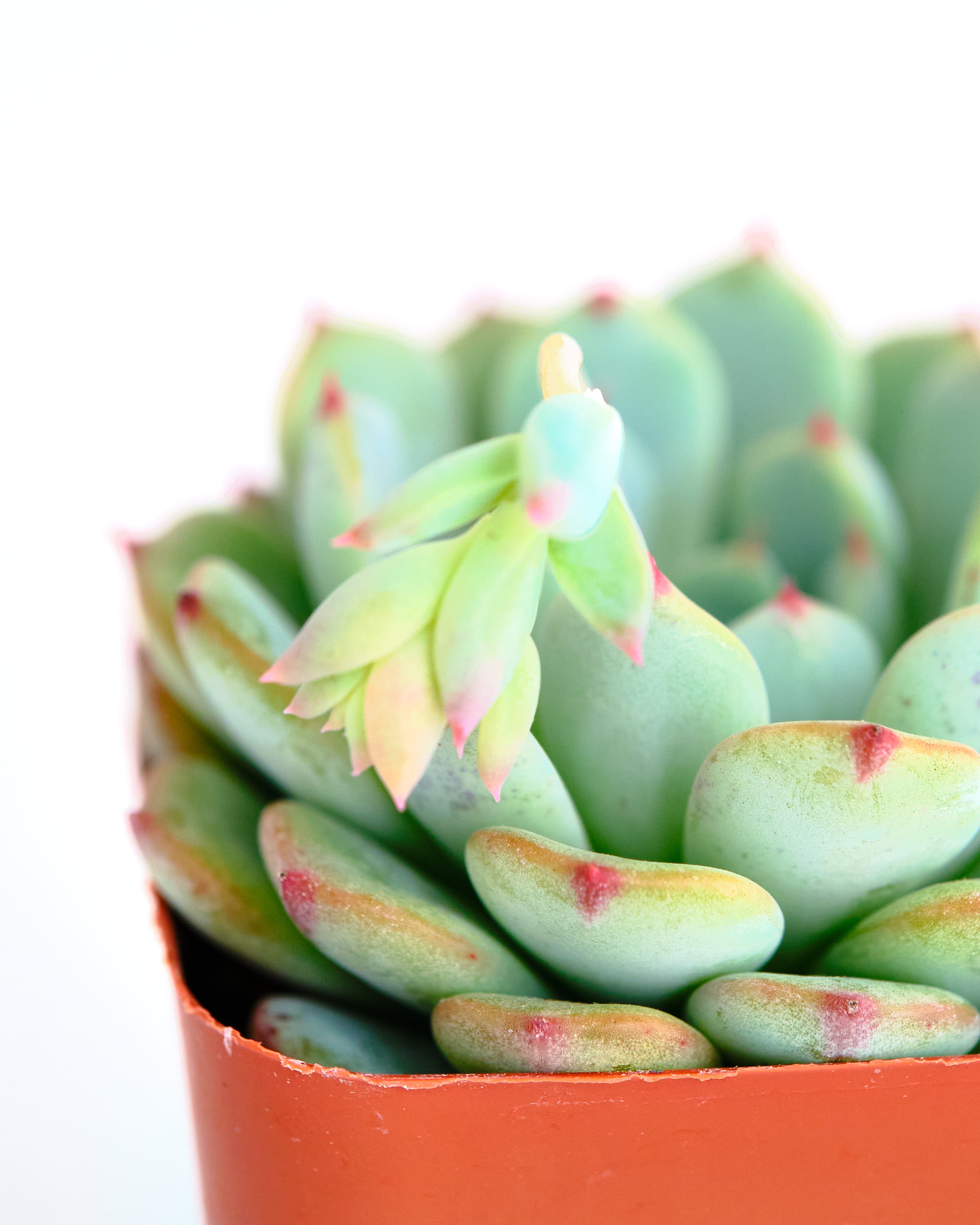 Echeveria 'Minima'-mmluna