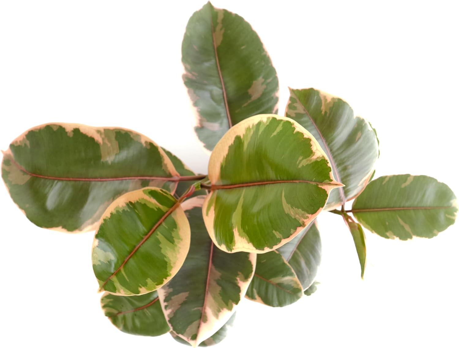 Ficus Tineke-mmluna