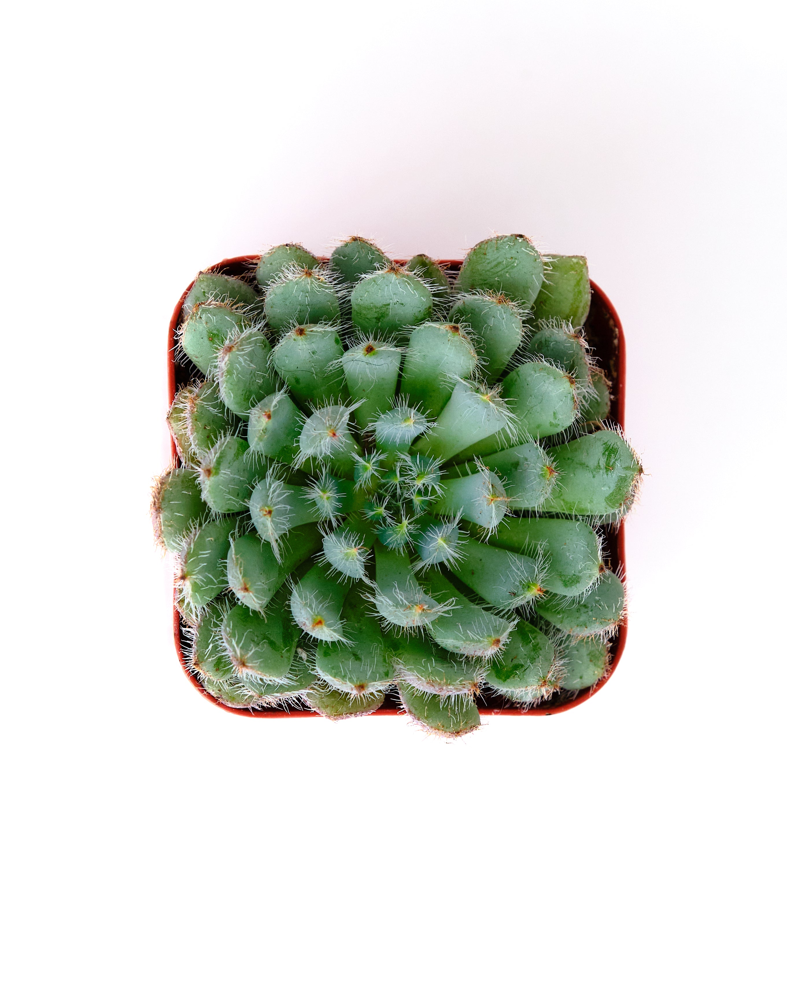 Echeveria 'Blue Setosa'-mmluna