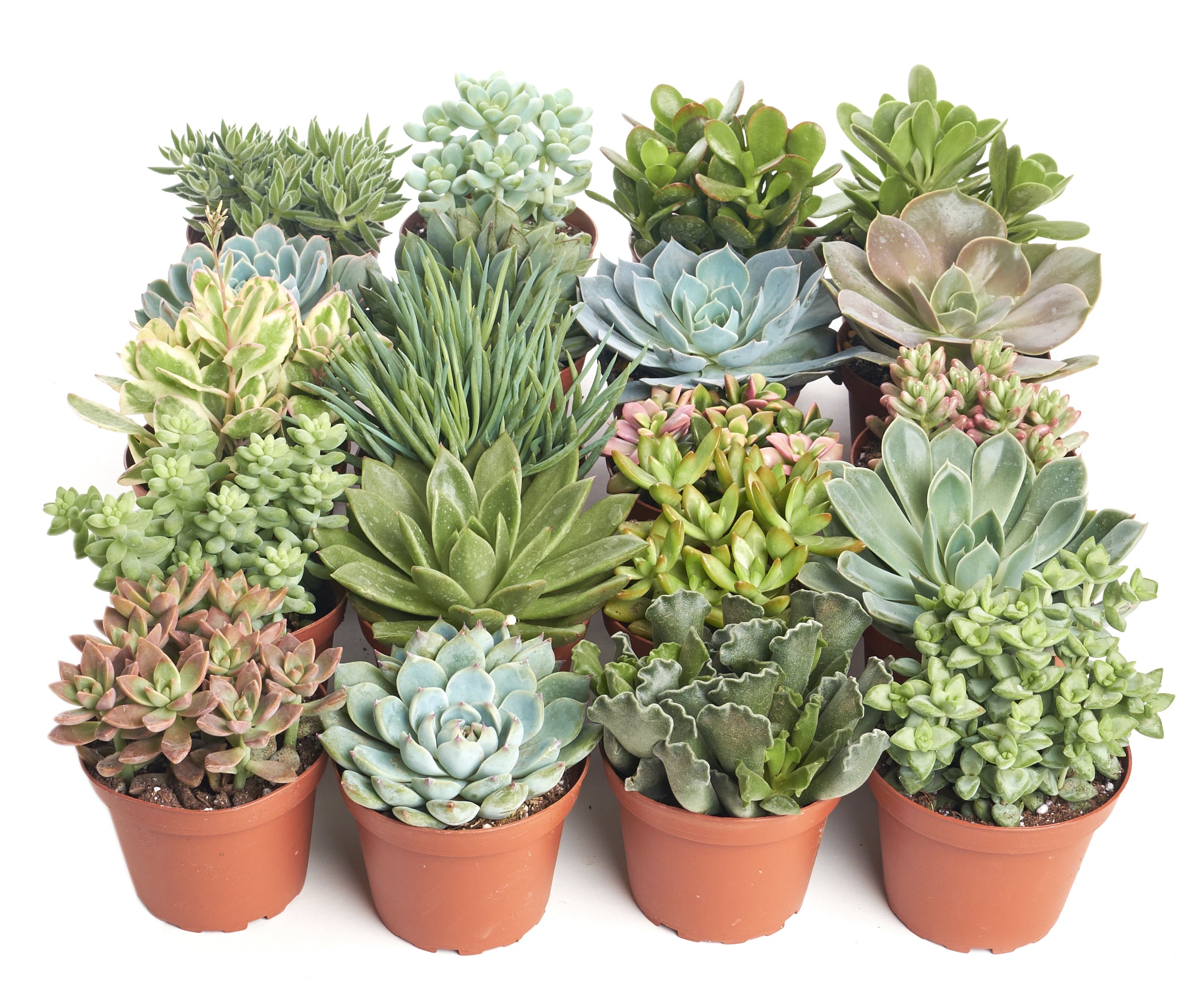 Assorted Medium Succulent Collection-mmluna