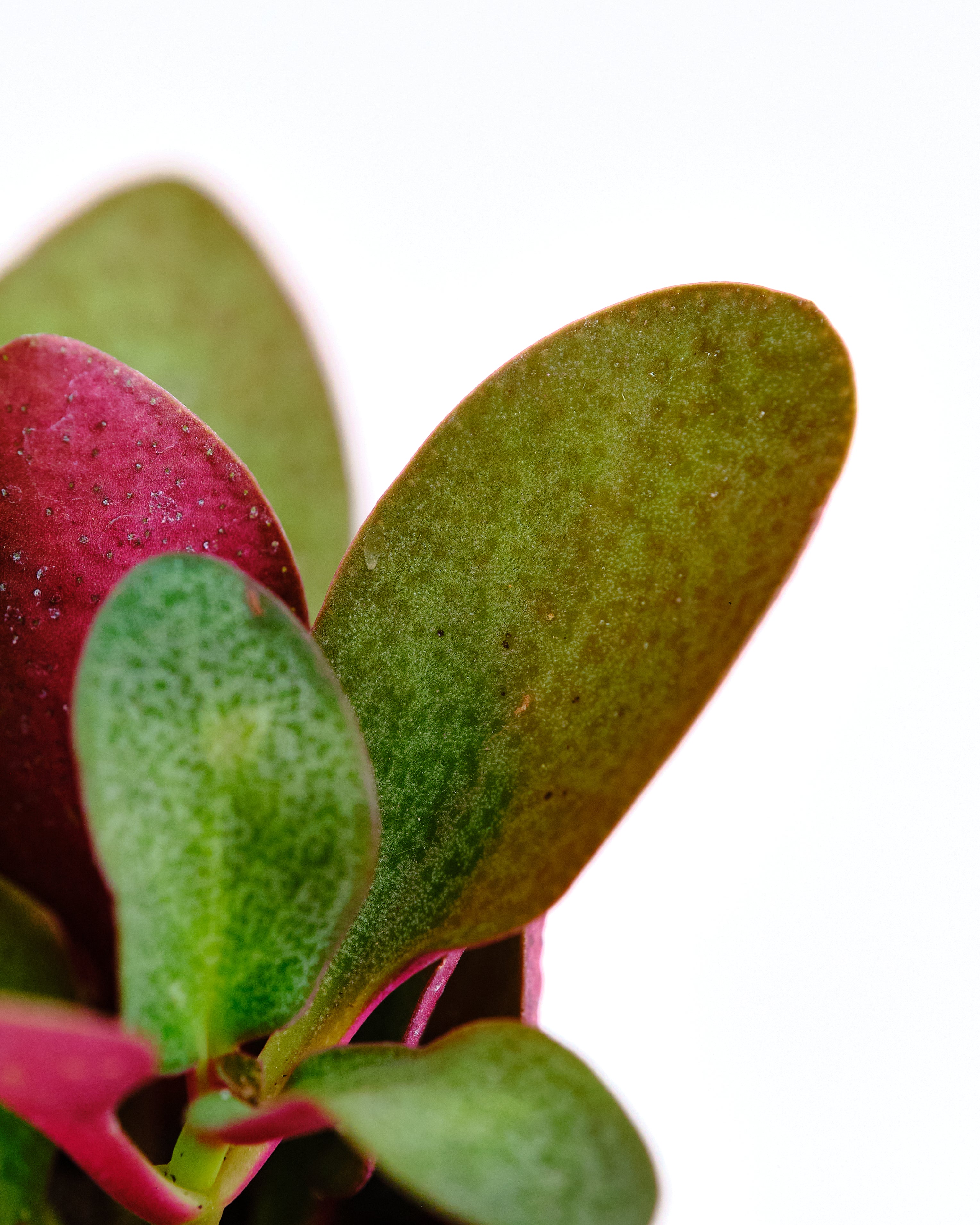 Crassula multicava 'Fairy Crassula'-mmluna