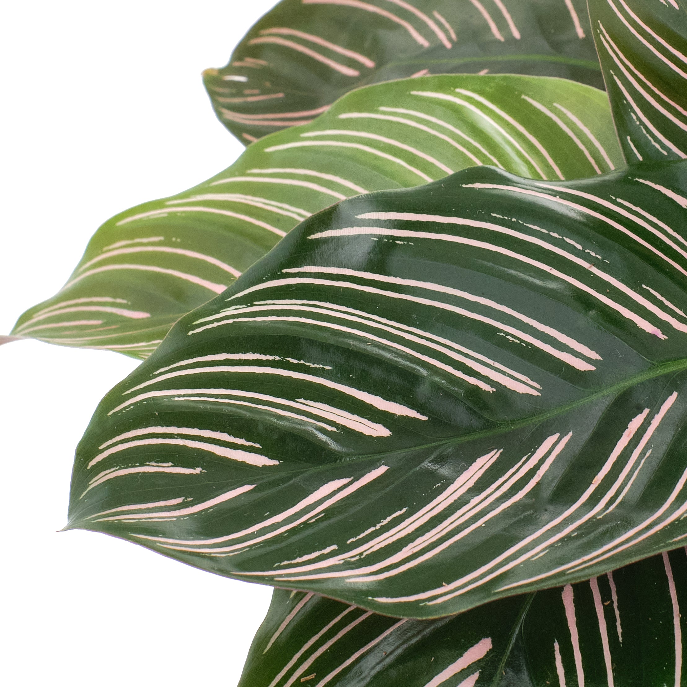 Calathea Ornata 'Painted Lady'-mmluna