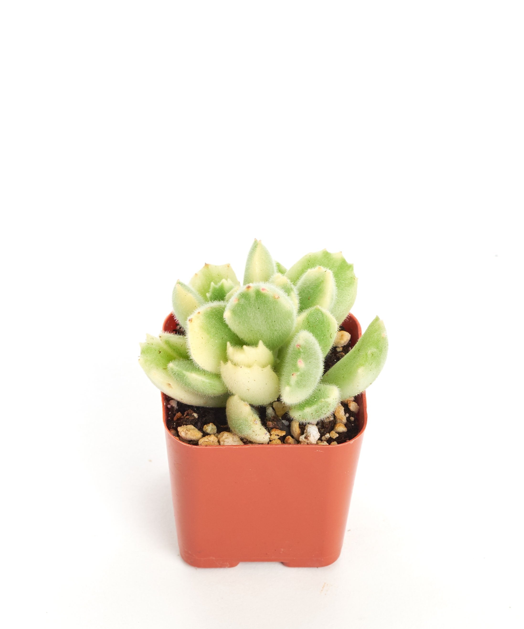 Cotyledon tomentosa variegata 'Variegated Bear Paw'-mmluna