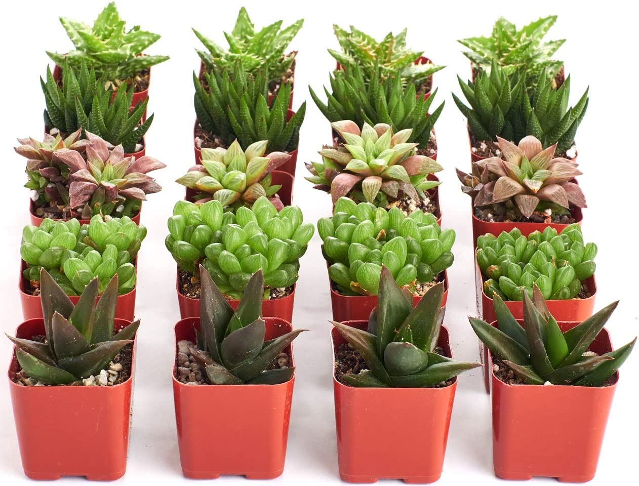 Assorted Mini Aloe & Haworthia Collection-mmluna