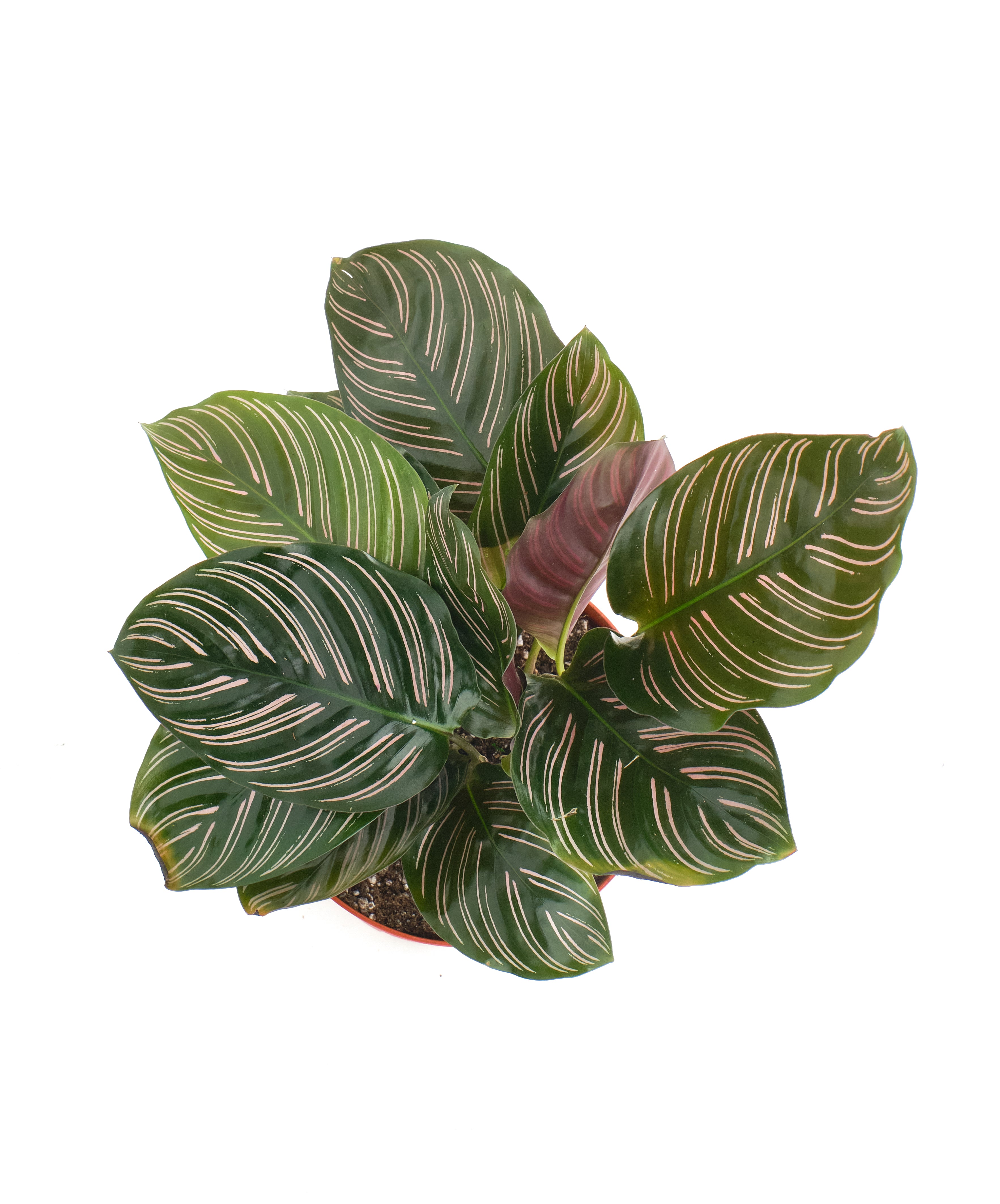 Calathea Ornata 'Painted Lady'-mmluna