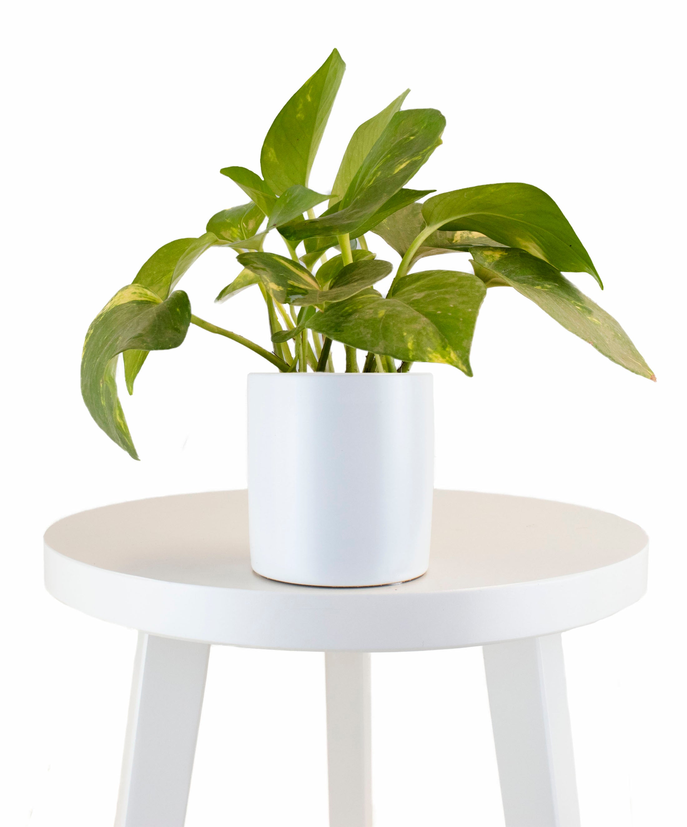 Epipremnum aureum 'Pothos' in White Ceramic Cylinder Planter-mmluna