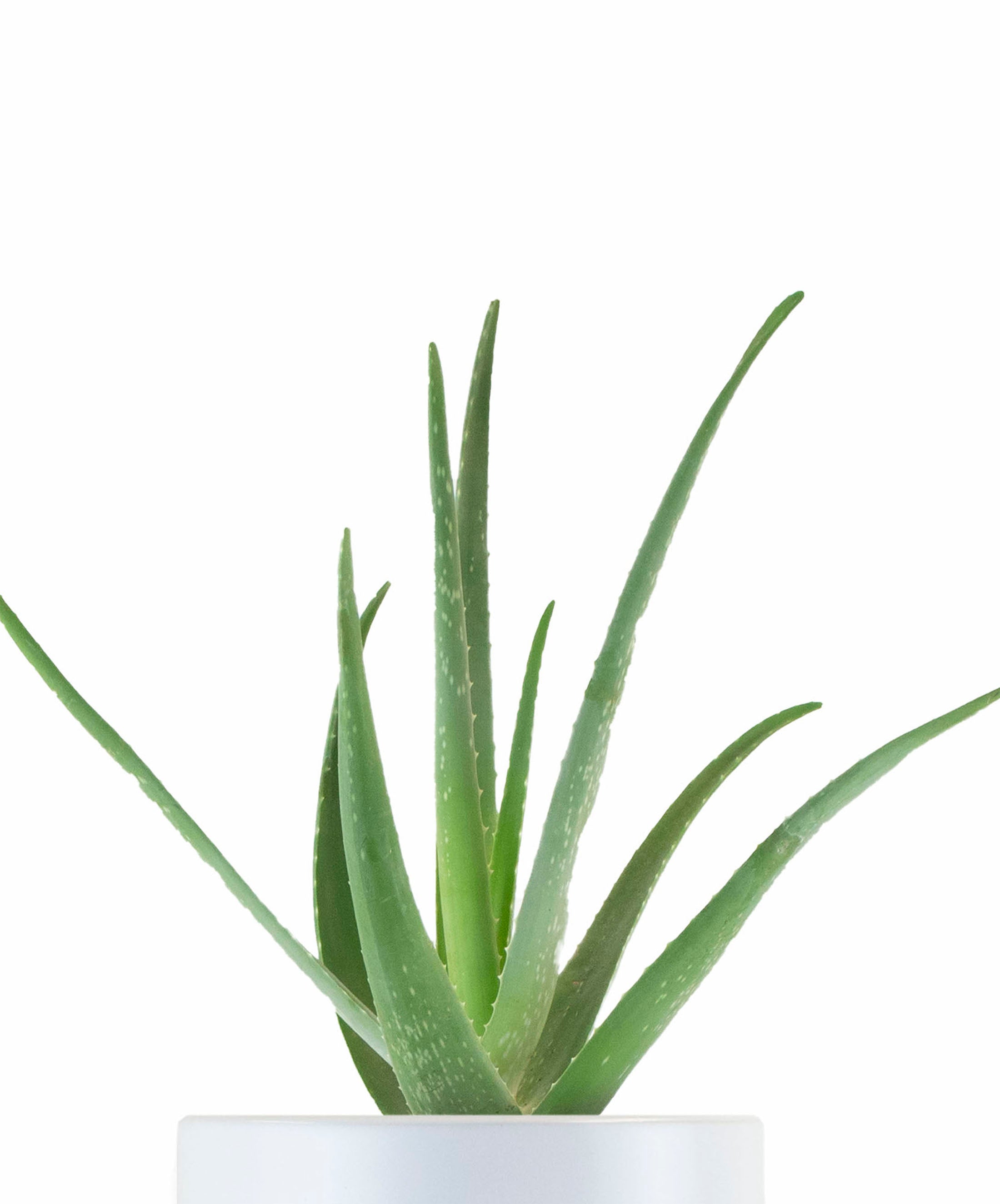 Aloe Vera House Plant in White Ceramic Cylinder Planter-mmluna