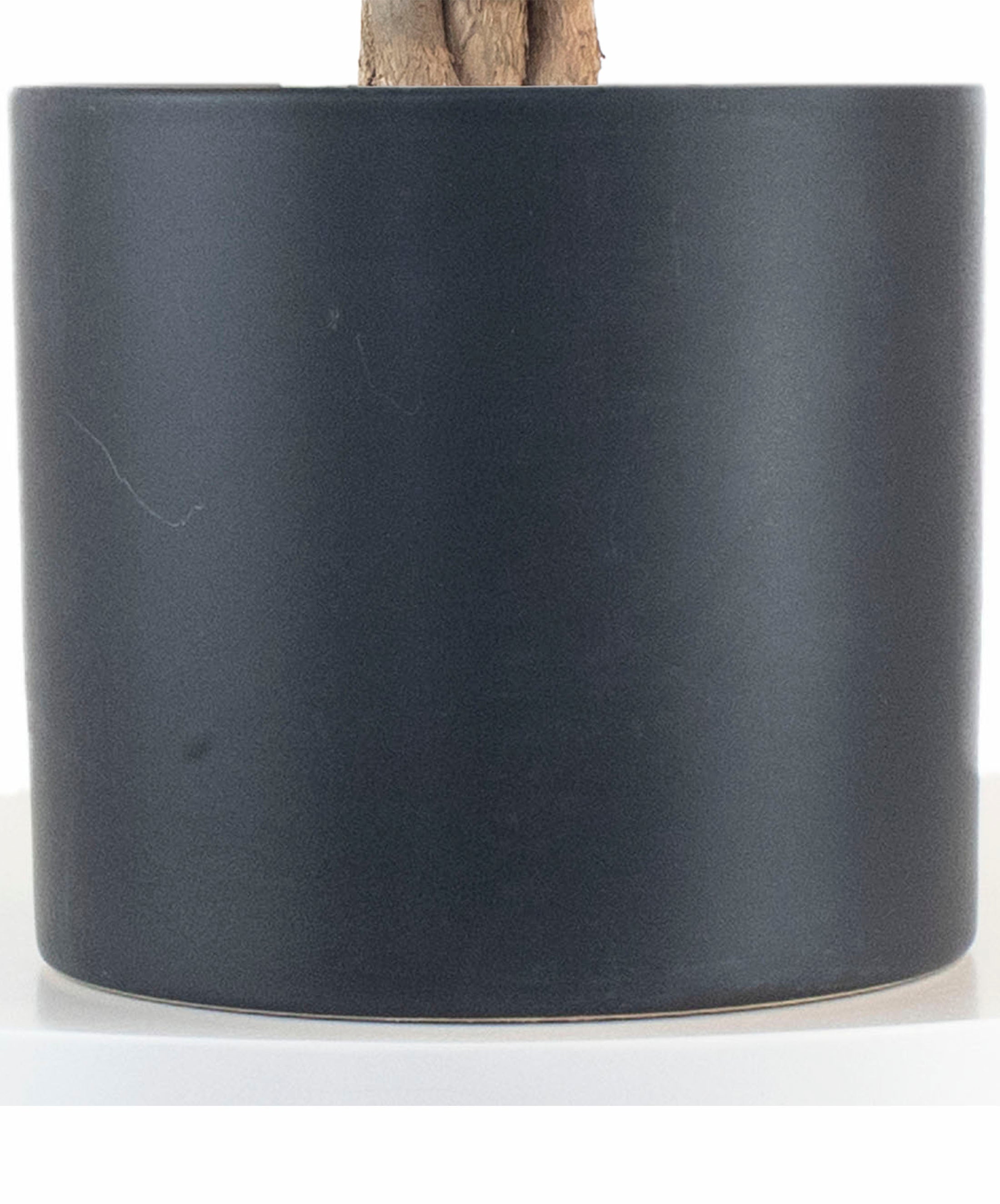 Money Tree Plant in Black Ceramic Cylinder Planter-mmluna