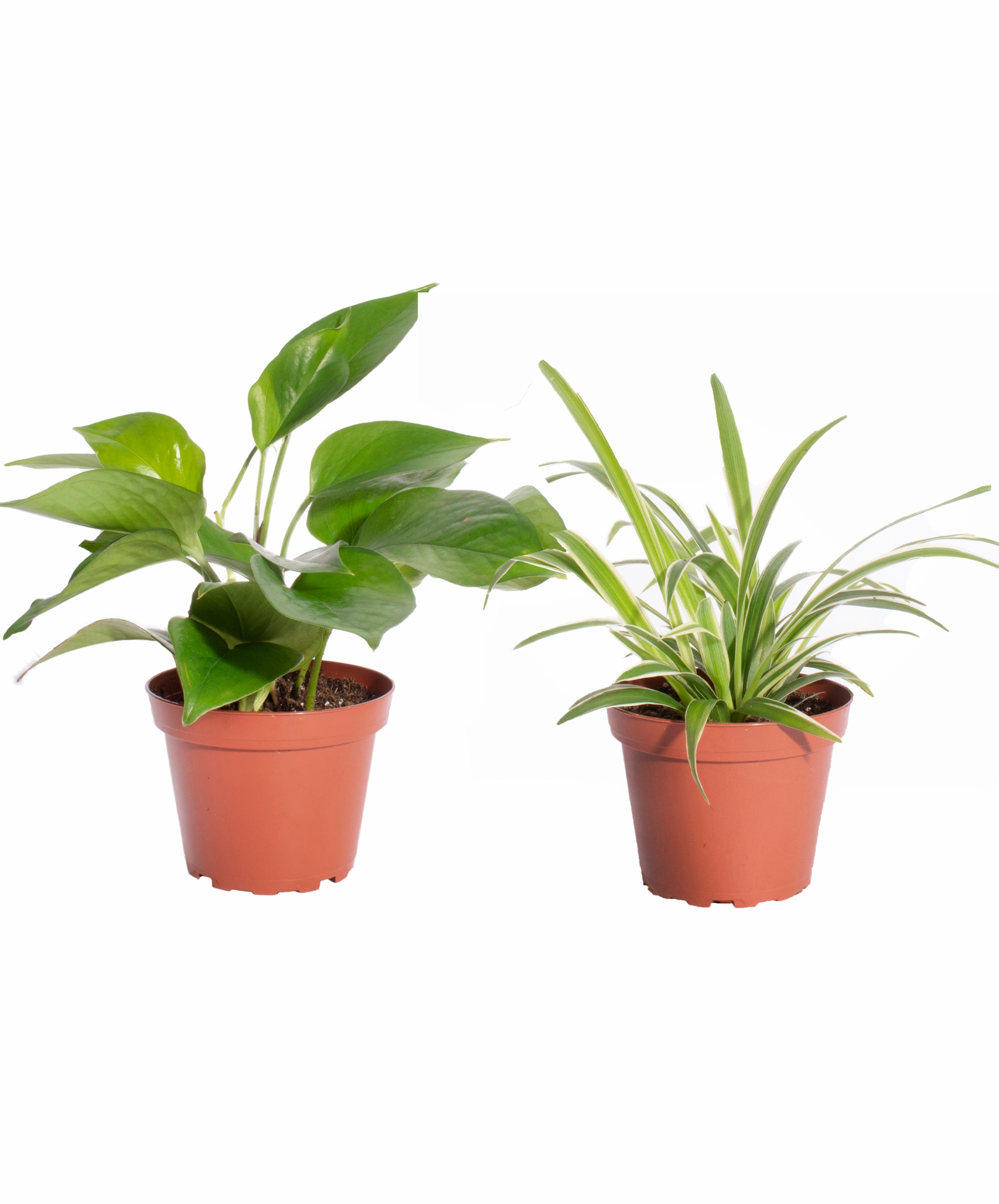 Pothos & Spider Plant-mmluna