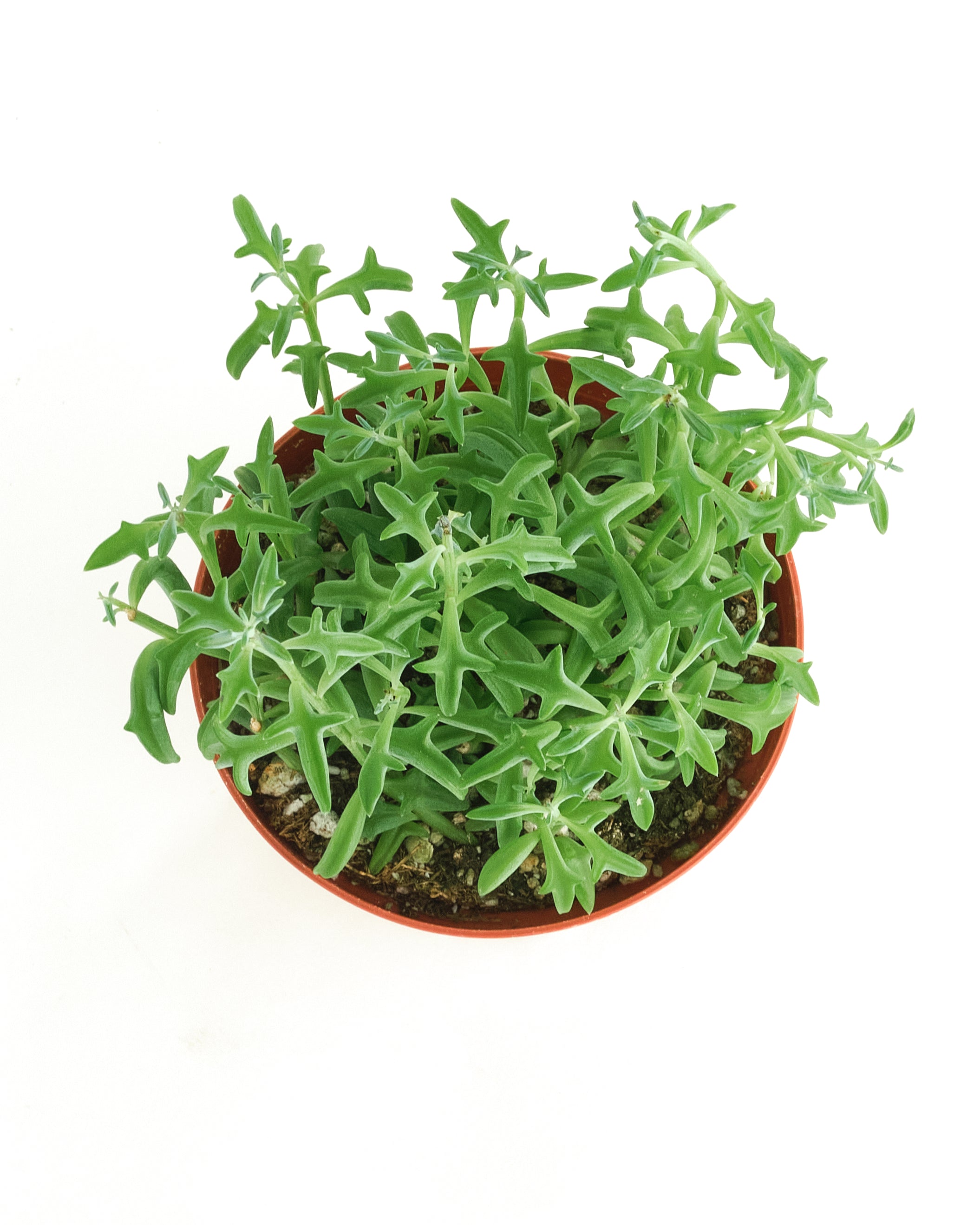 Senecio peregrinus 'String of Dolphins'-mmluna