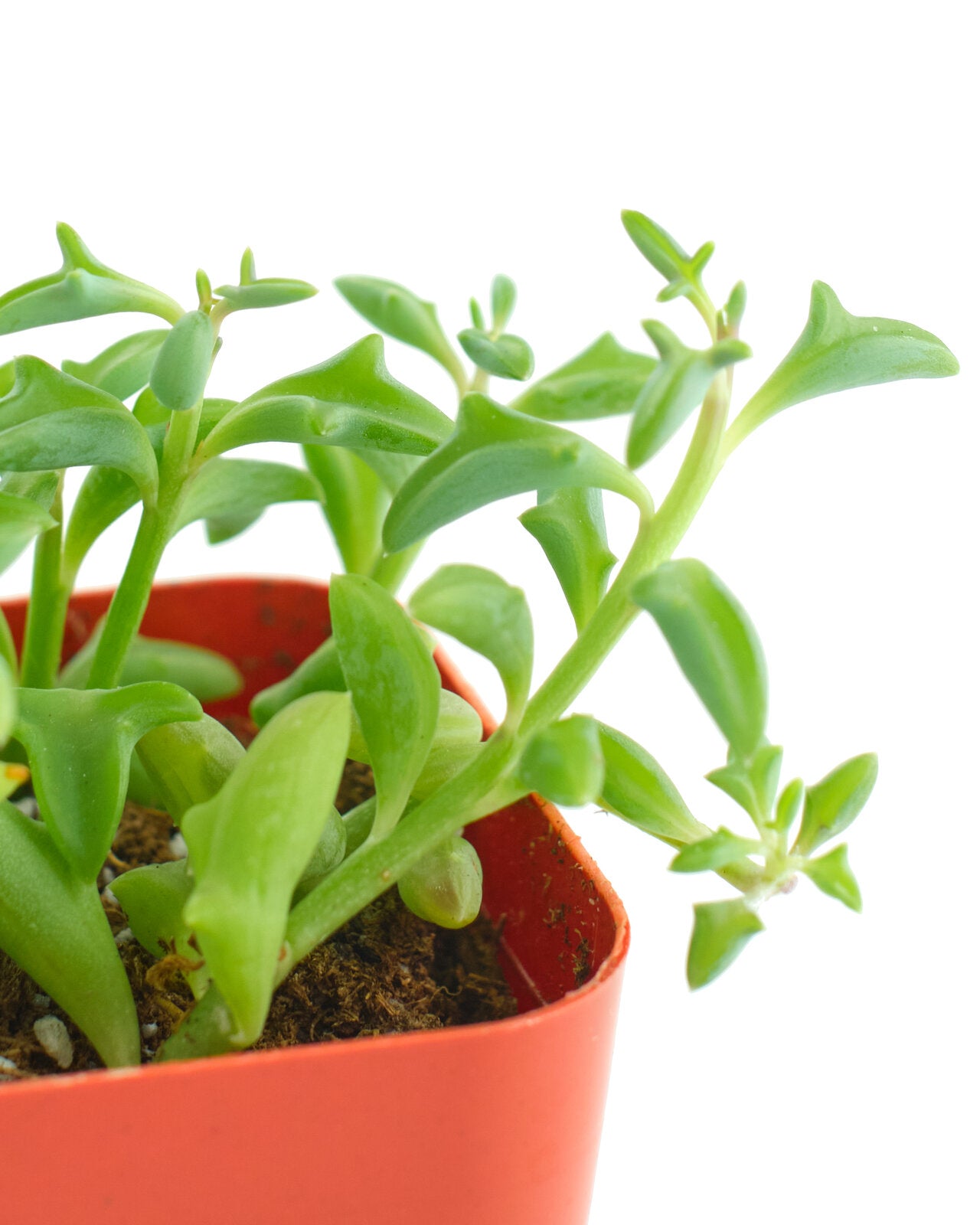 Senecio peregrinus 'String of Dolphins'-mmluna