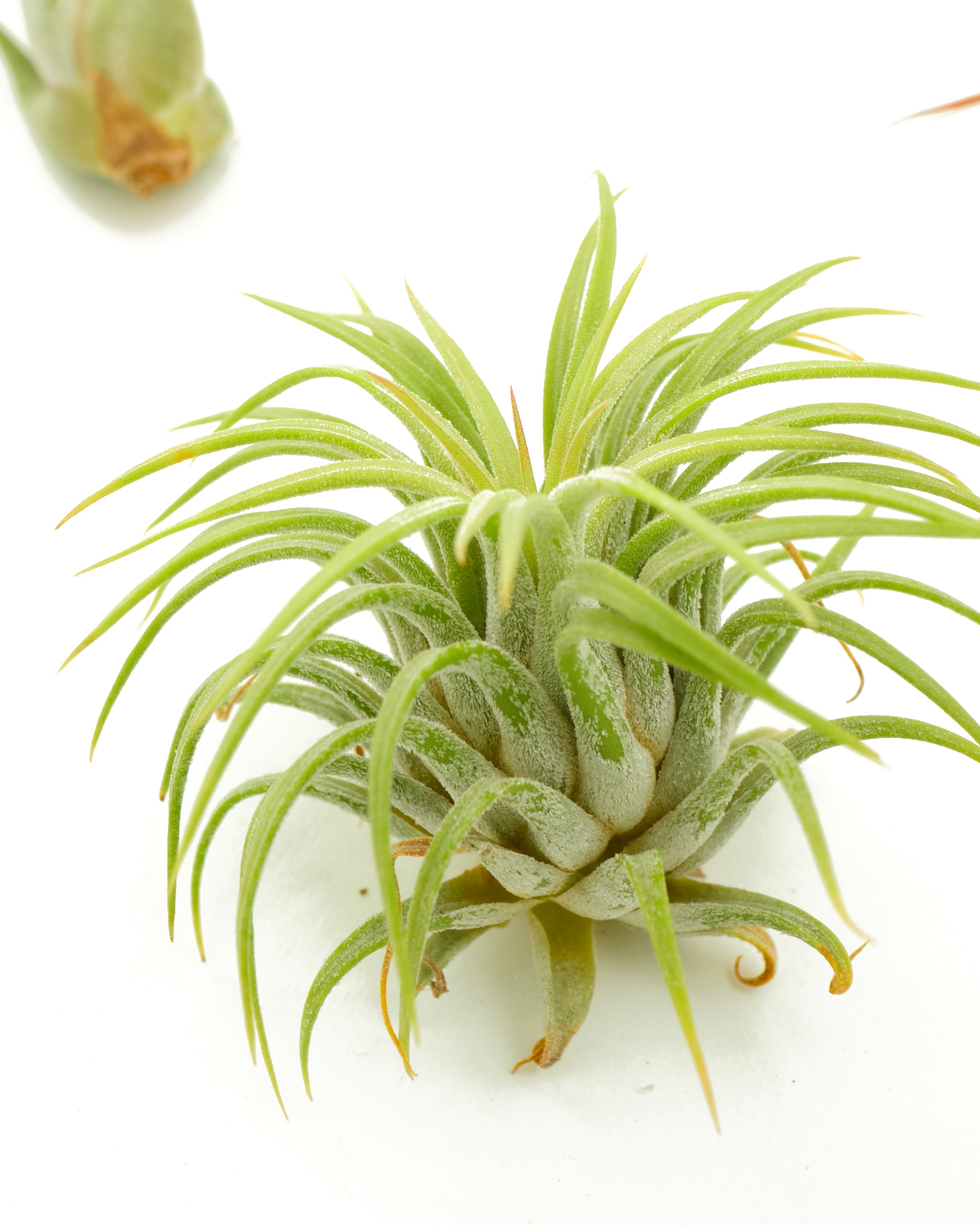 Assorted Mini Air Plant Collection-mmluna