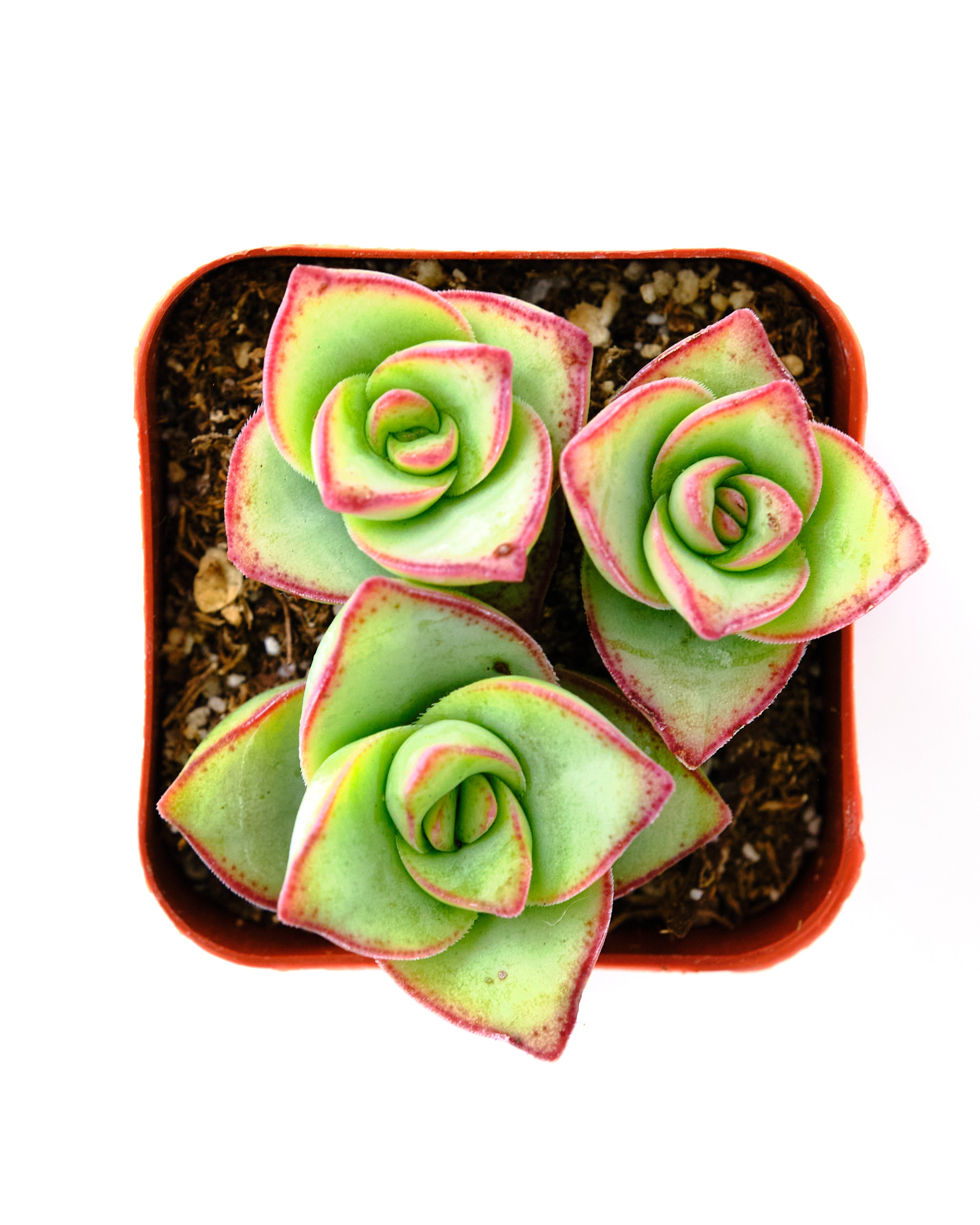 Crassula perforata 'Large Buttons'-mmluna