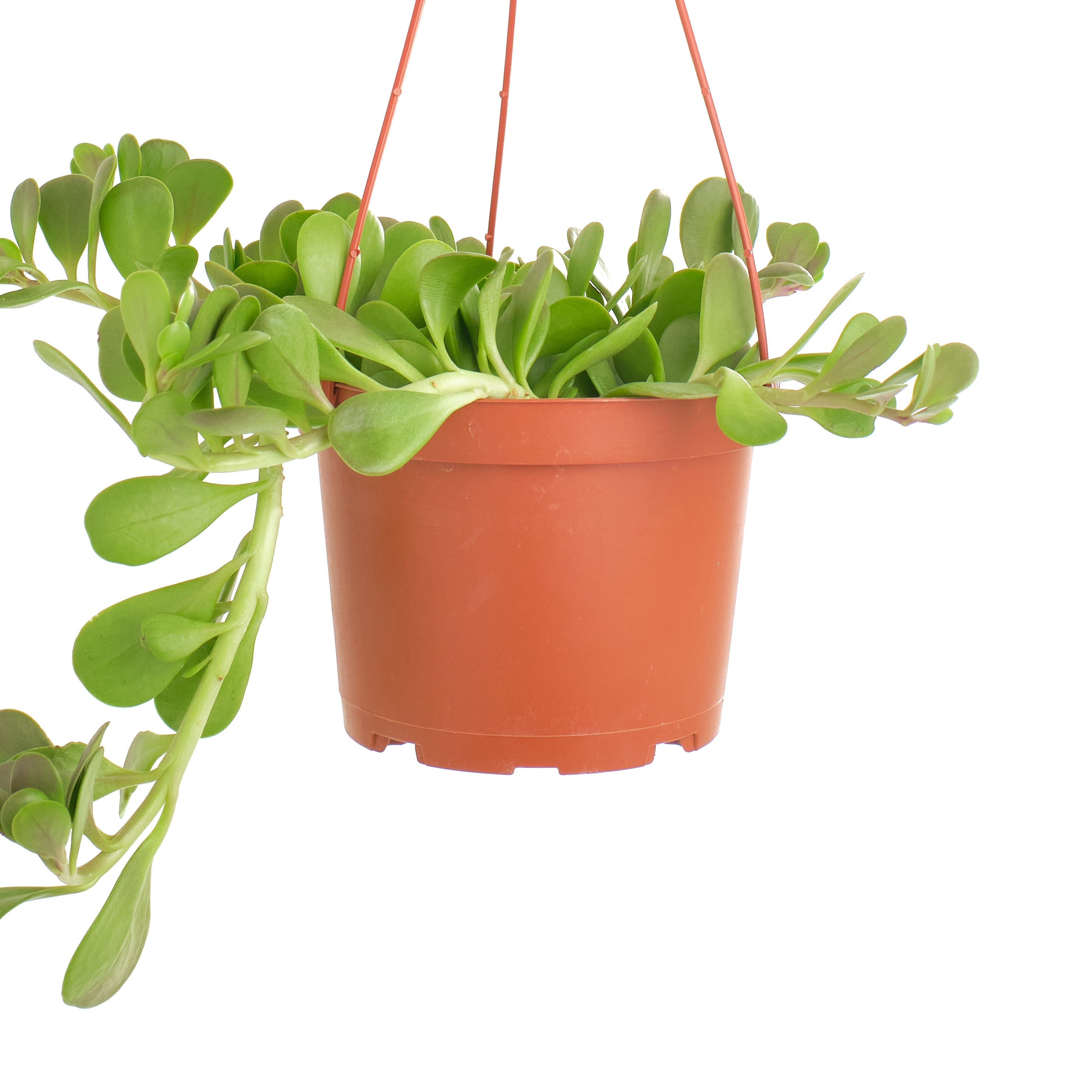 Senecio Jacobsenii 'Trailing Jade'-mmluna