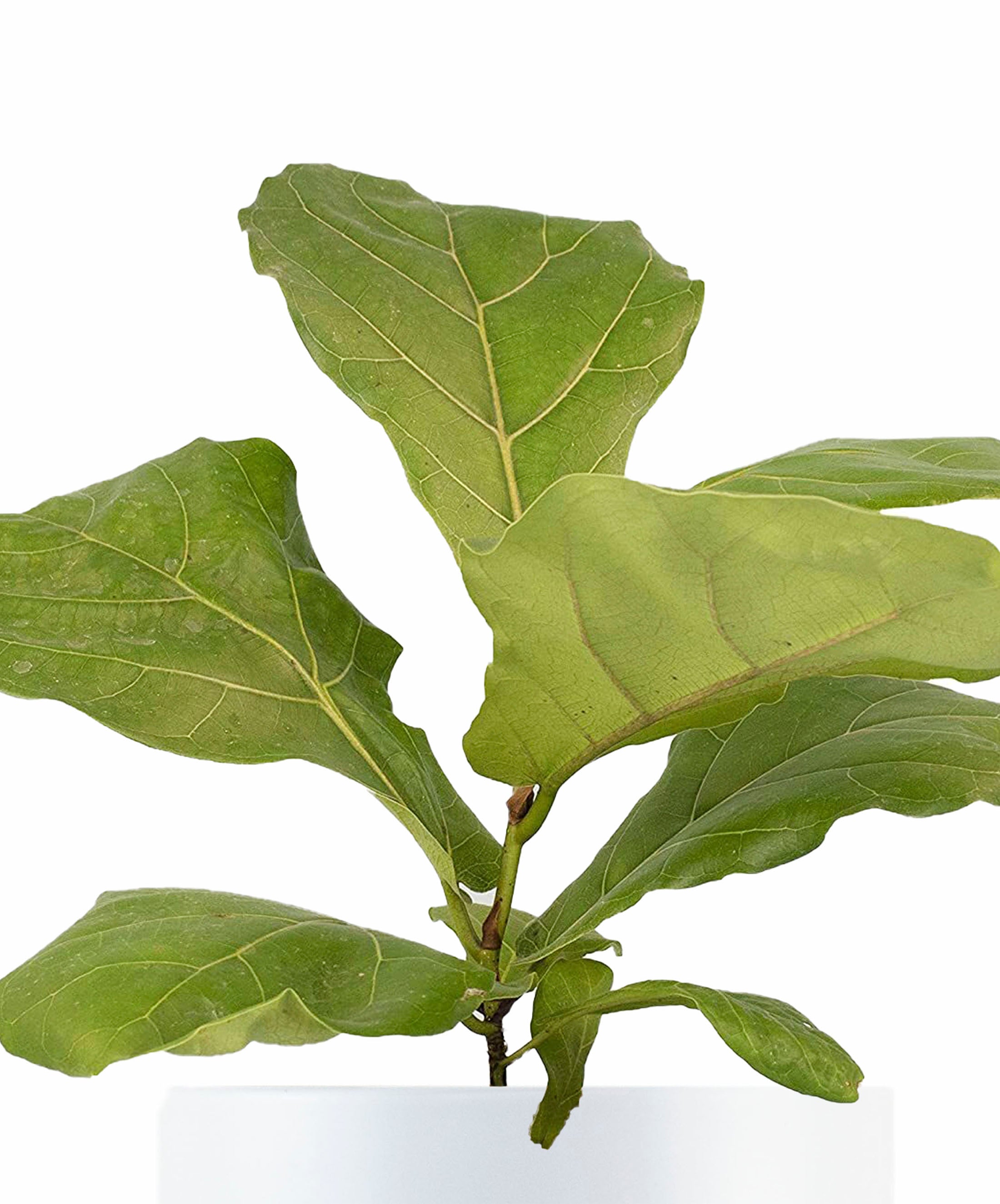 Ficus Lyrata 'Fiddle Leaf Fig' in White Ceramic Cylinder Planter-mmluna