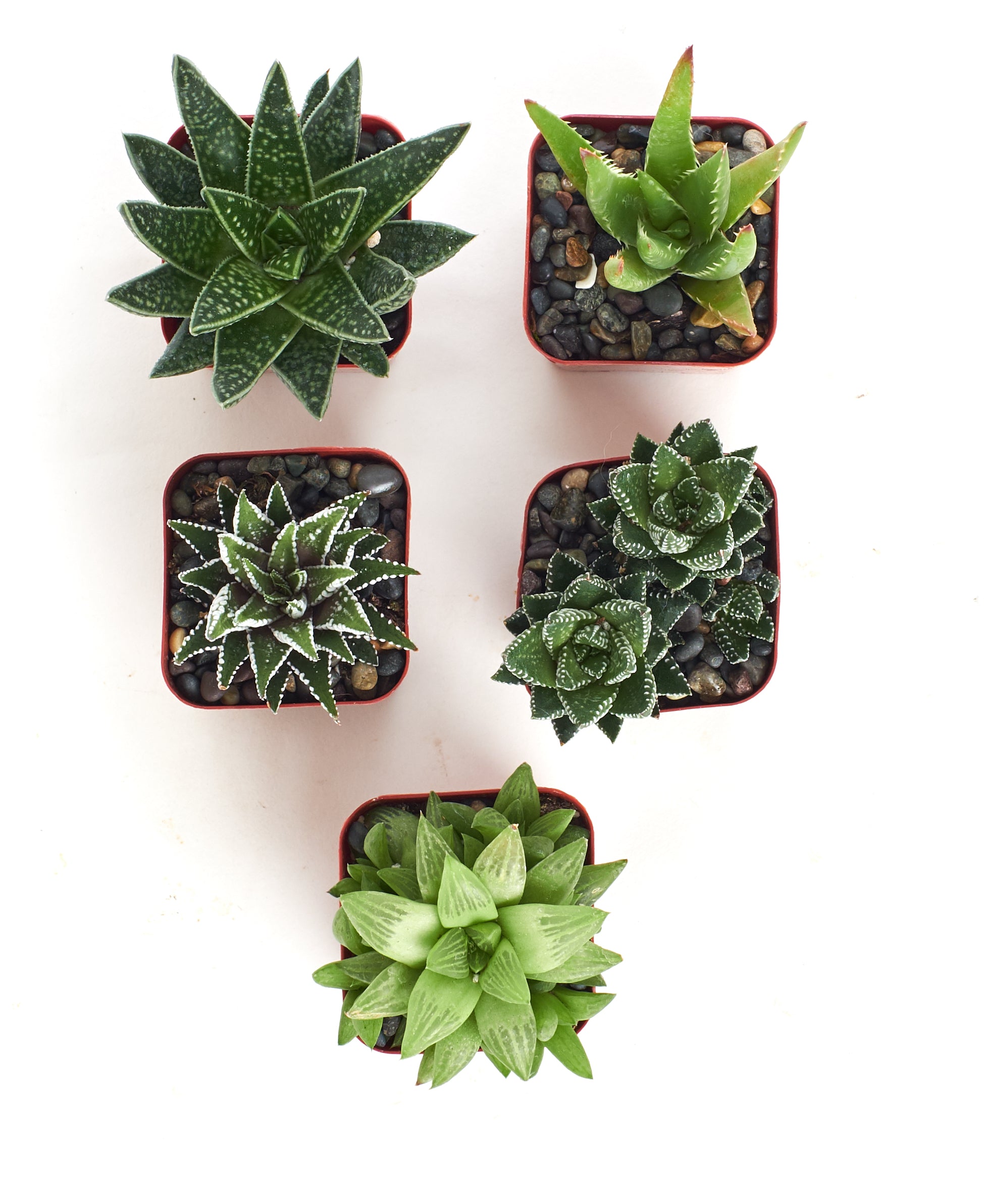 Assorted Mini Aloe & Haworthia Collection-mmluna