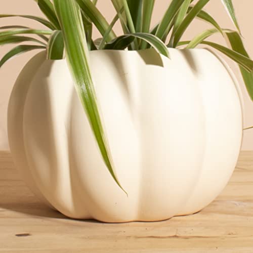 Ivory Ceramic Pumpkin Planter with Spider Plant-mmluna