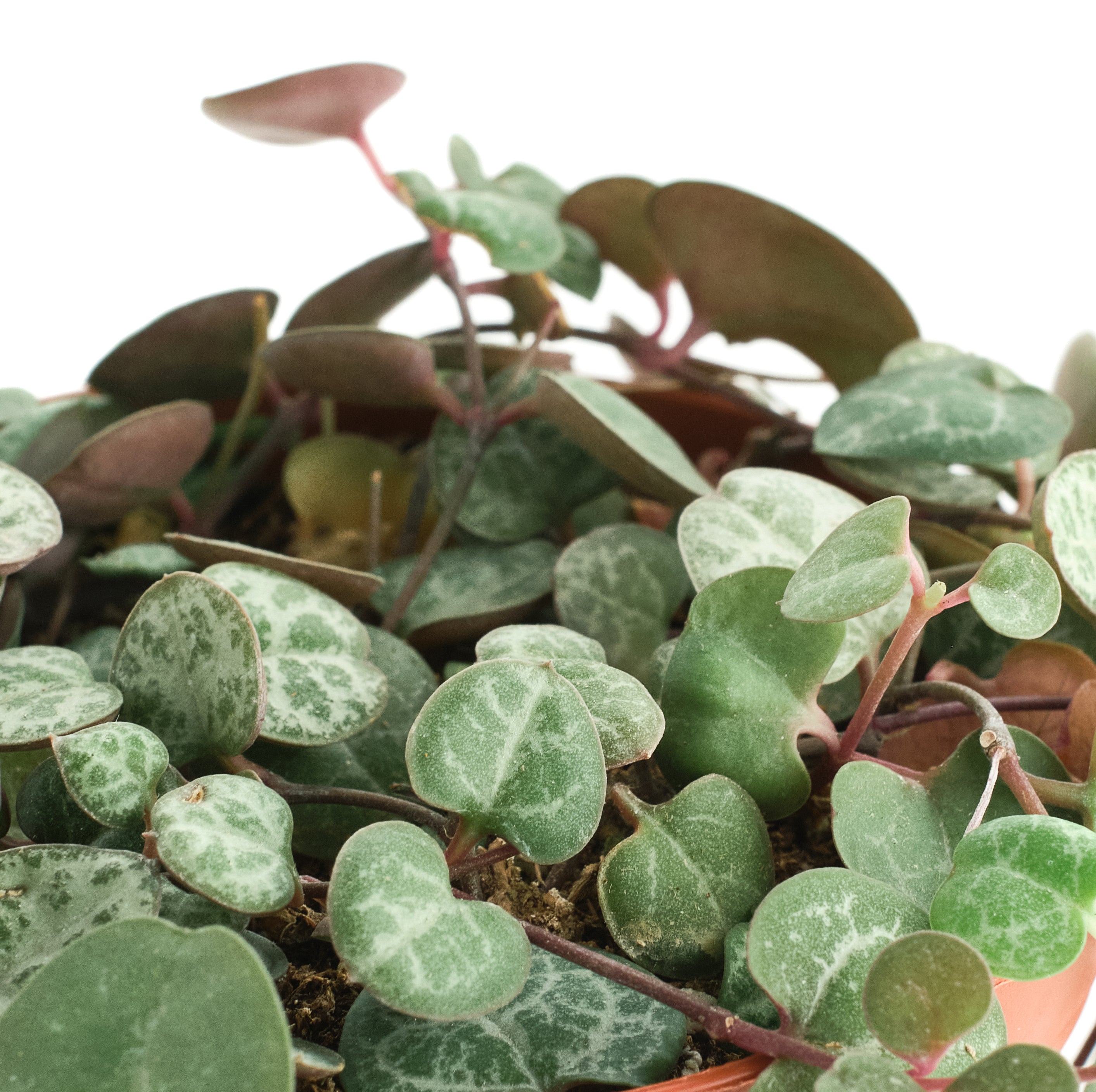 Ceropegia Woodii 'String of Hearts'-mmluna