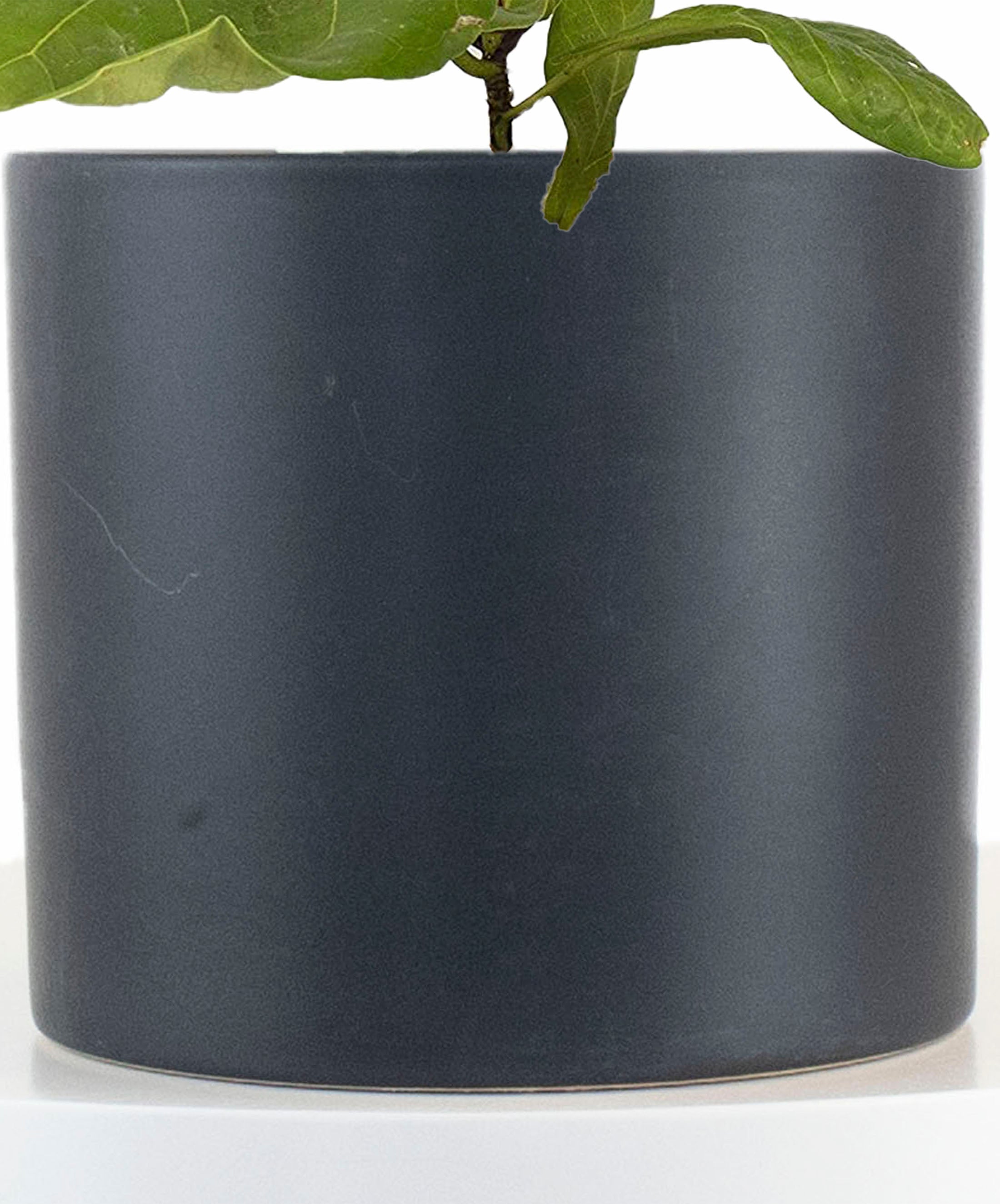 Ficus Lyrata 'Fiddle Leaf Fig' in Black Ceramic Cylinder Planter-mmluna