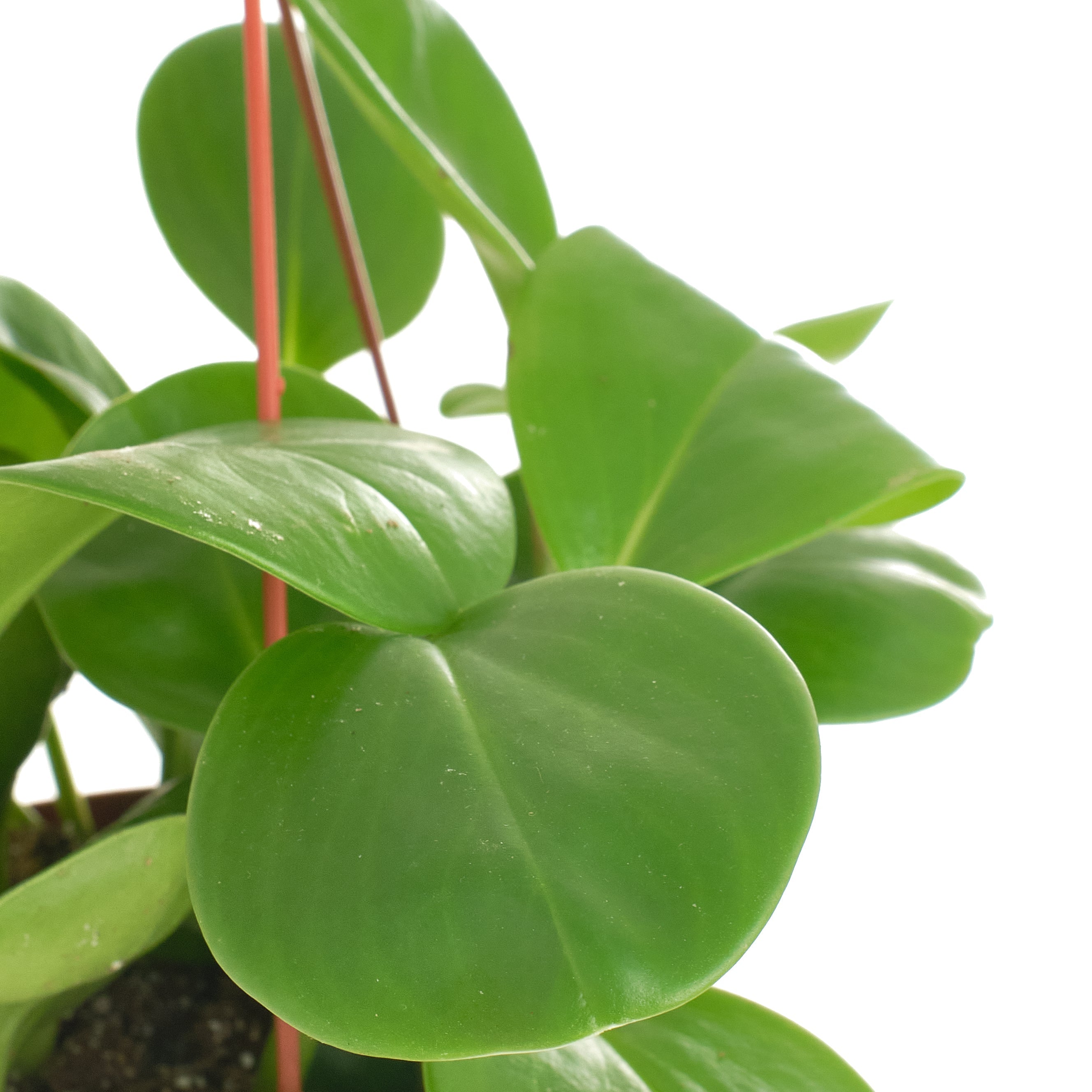 Peperomia Obtusifolia 'Baby Rubber Plant'-mmluna