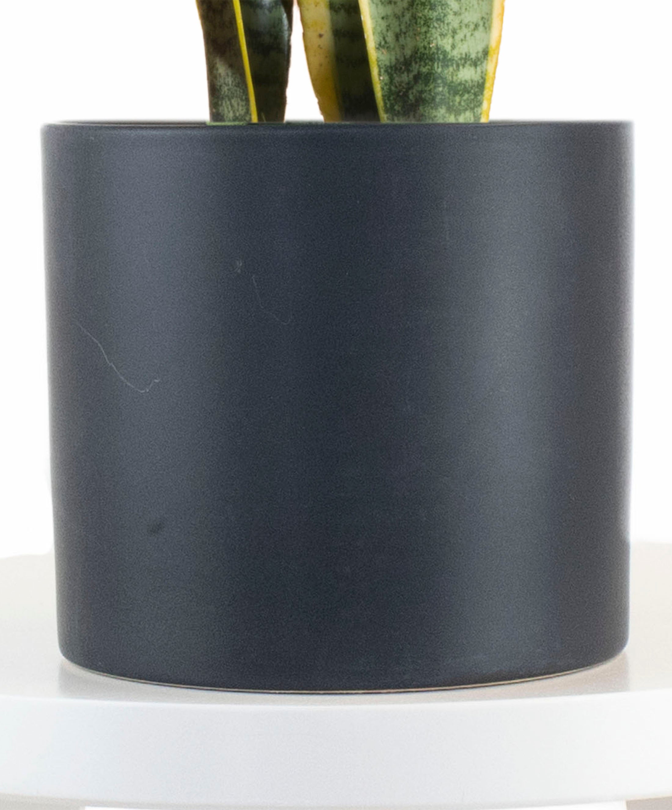 Sansevieria Laurentii in Black Ceramic Cylinder Planter-mmluna