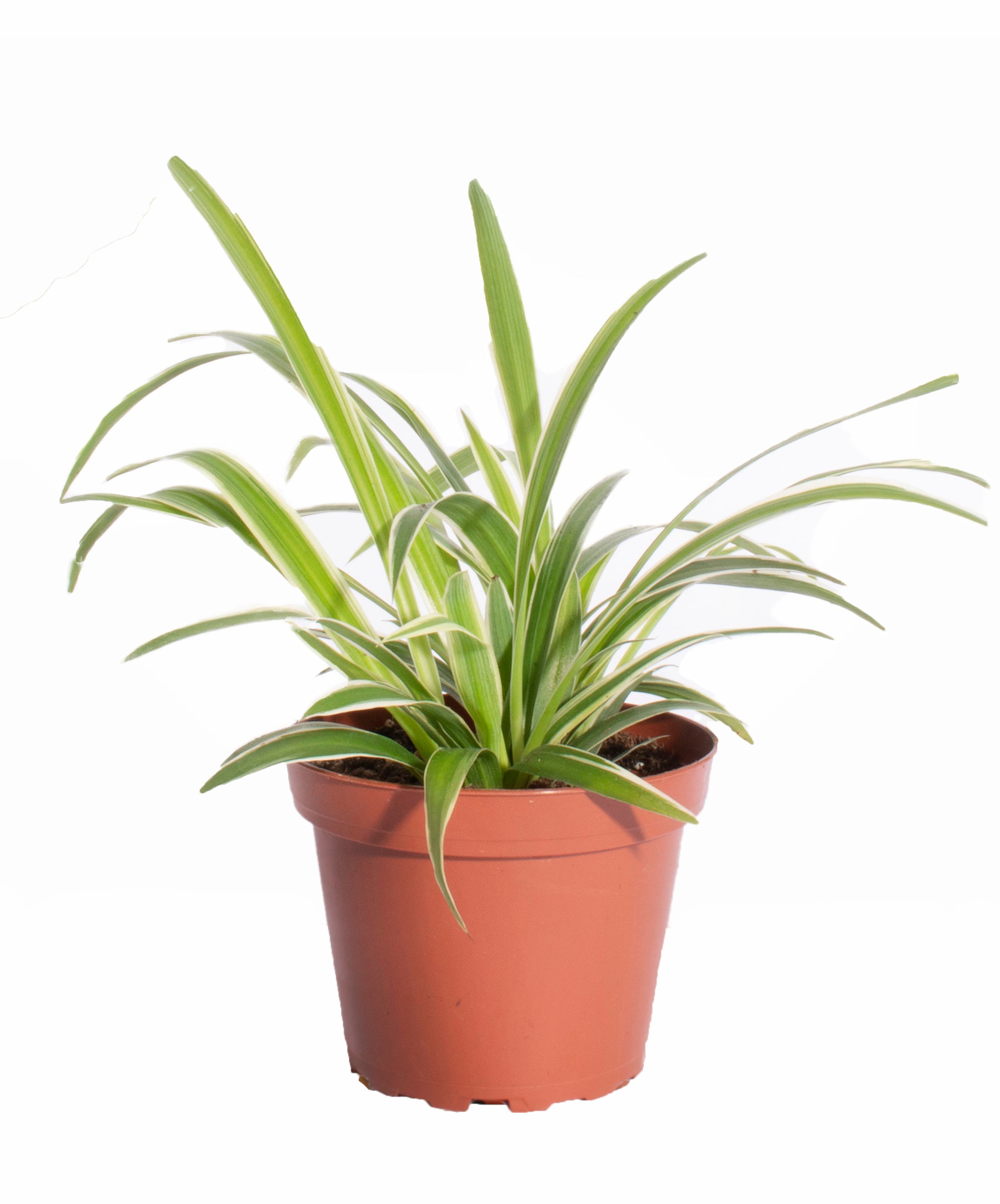 Pothos & Spider Plant-mmluna