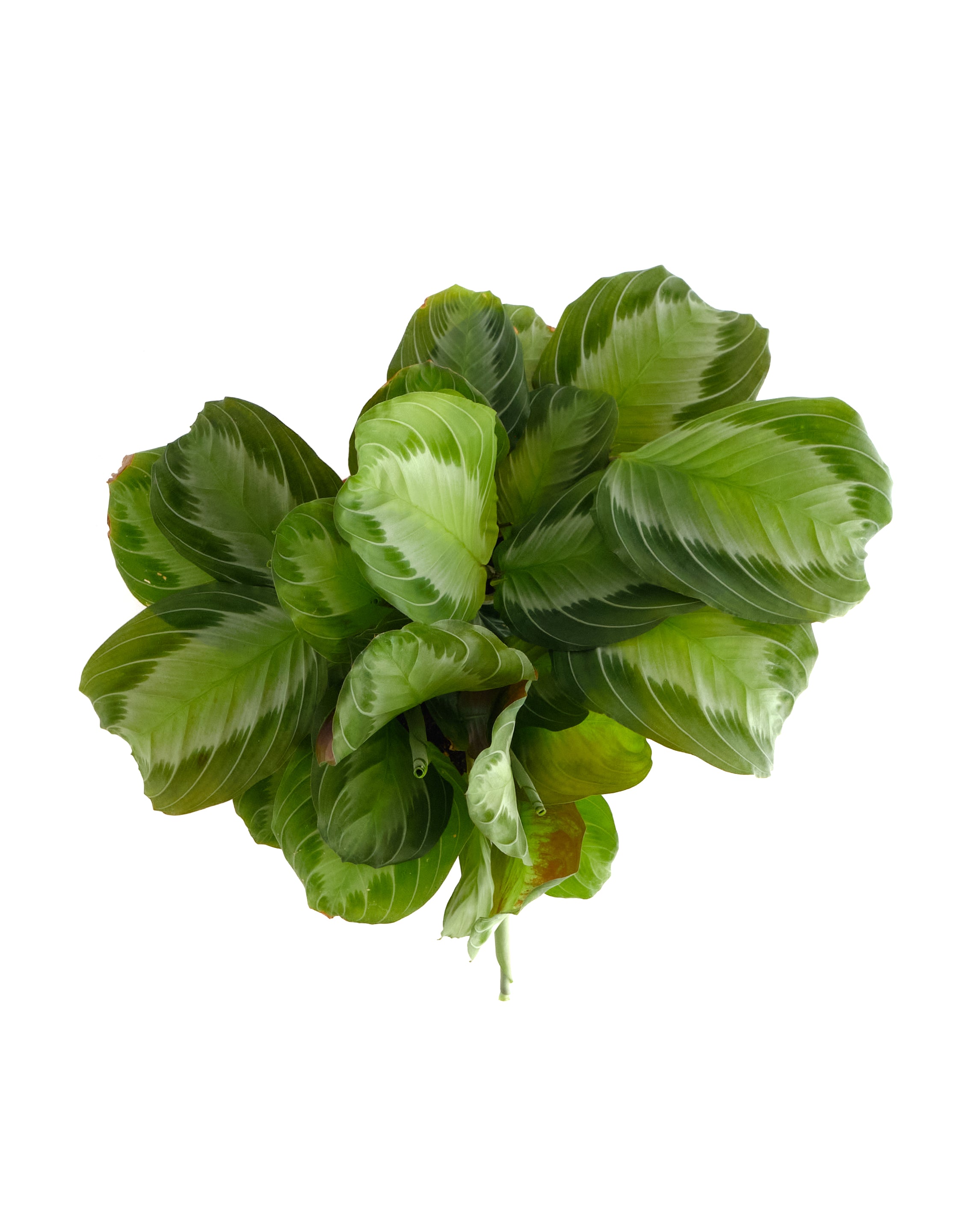 Maranta leuconeura 'Silver Band'-mmluna