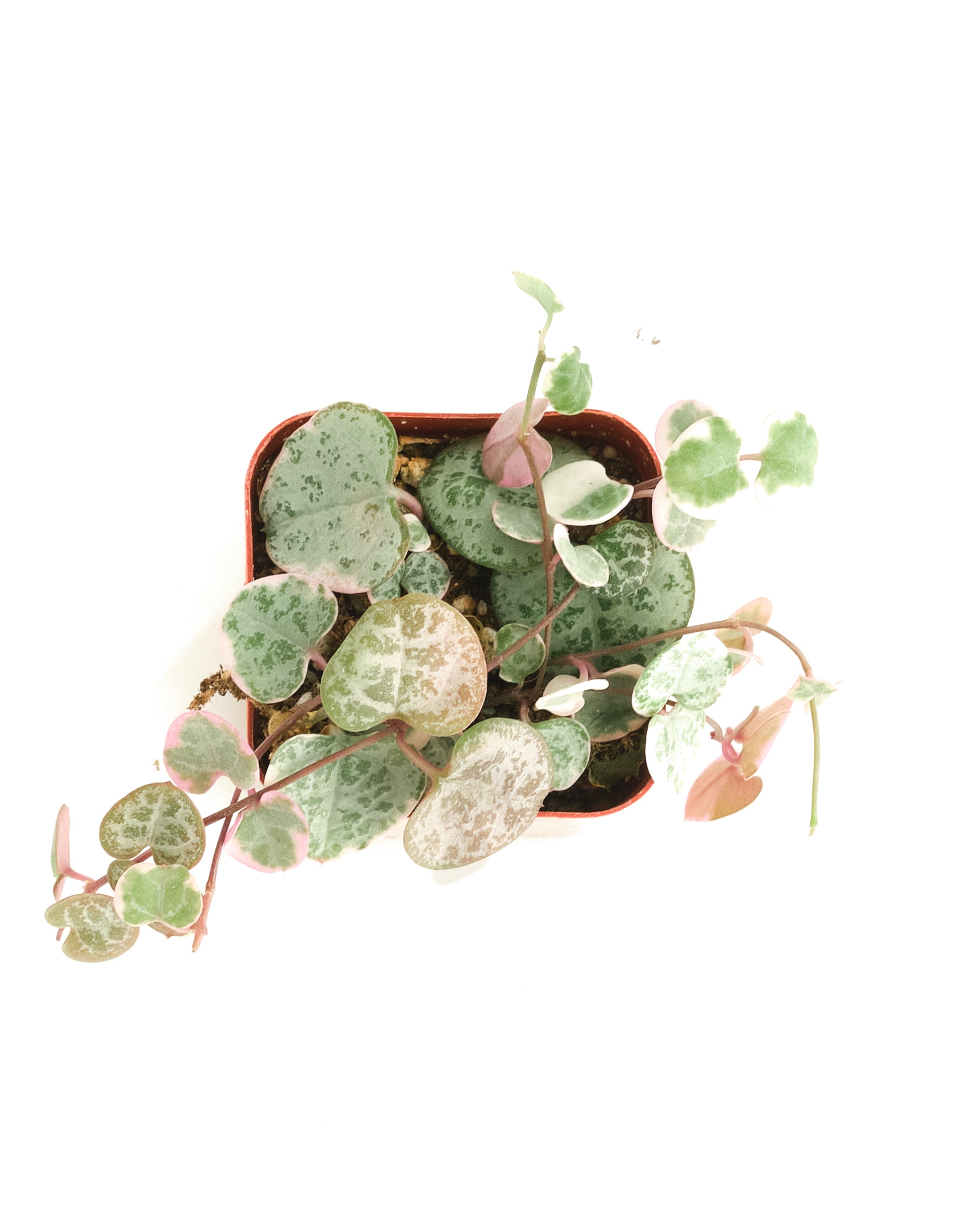 Ceropegia Woodii f. Variegata 'Variegated String of Hearts'-mmluna