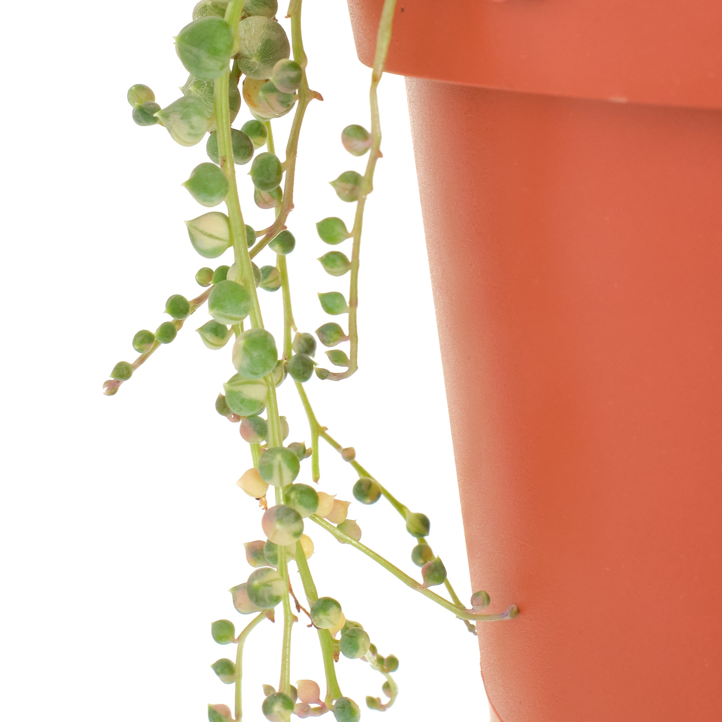 Senecio rowleyanus f. variegatus 'Variegated String of Pearls'-mmluna