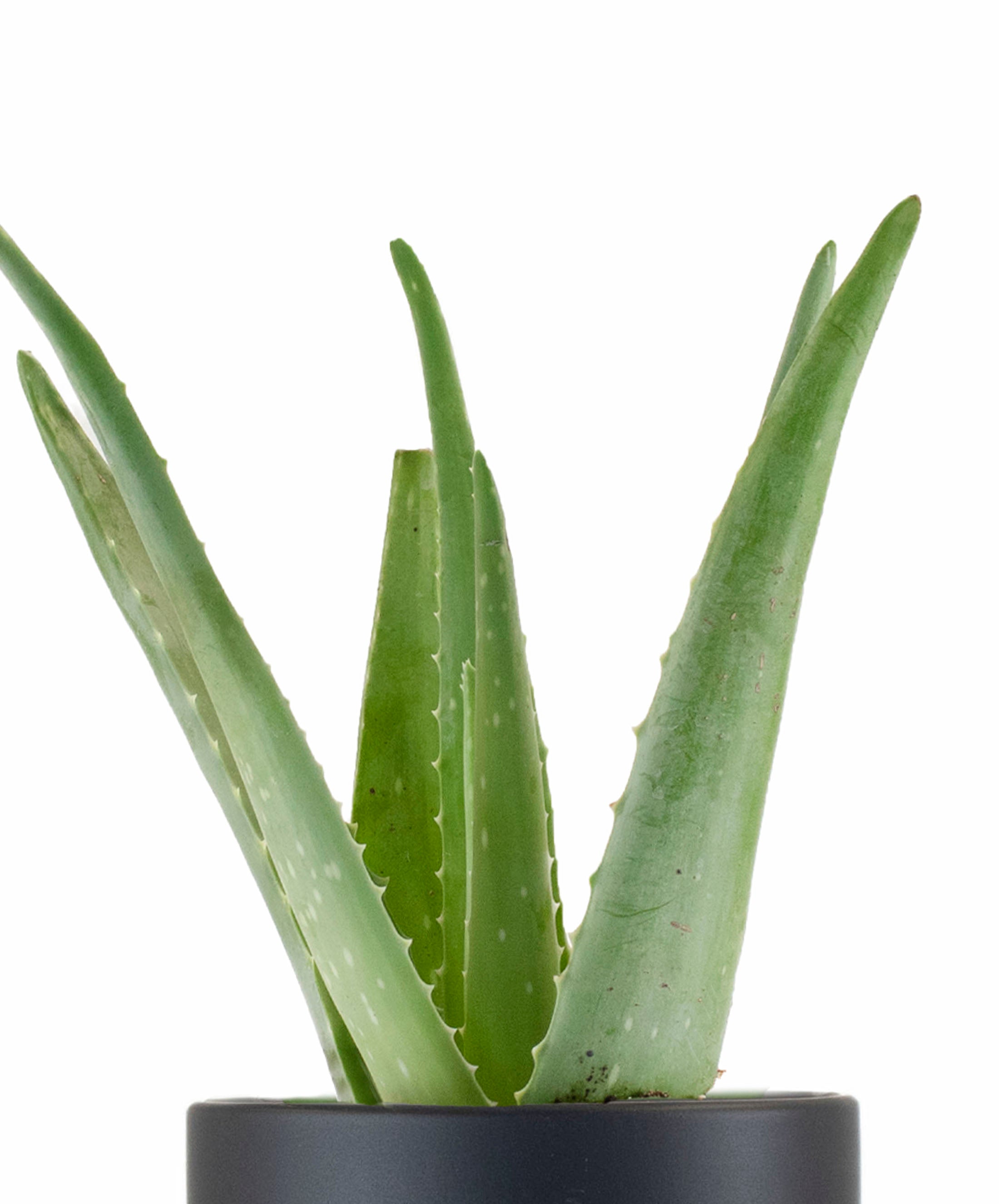 Aloe Vera House Plant in Black Ceramic Cylinder Planter-mmluna