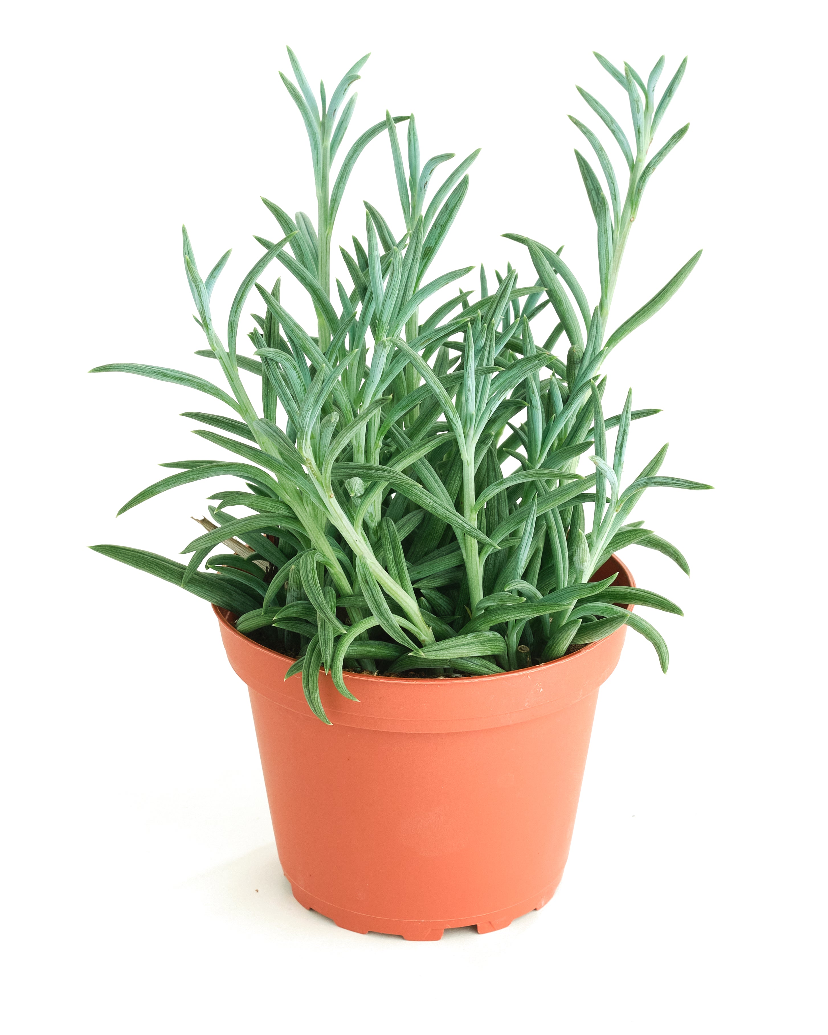 Senecio Radicans 'String of Fishhooks'-mmluna