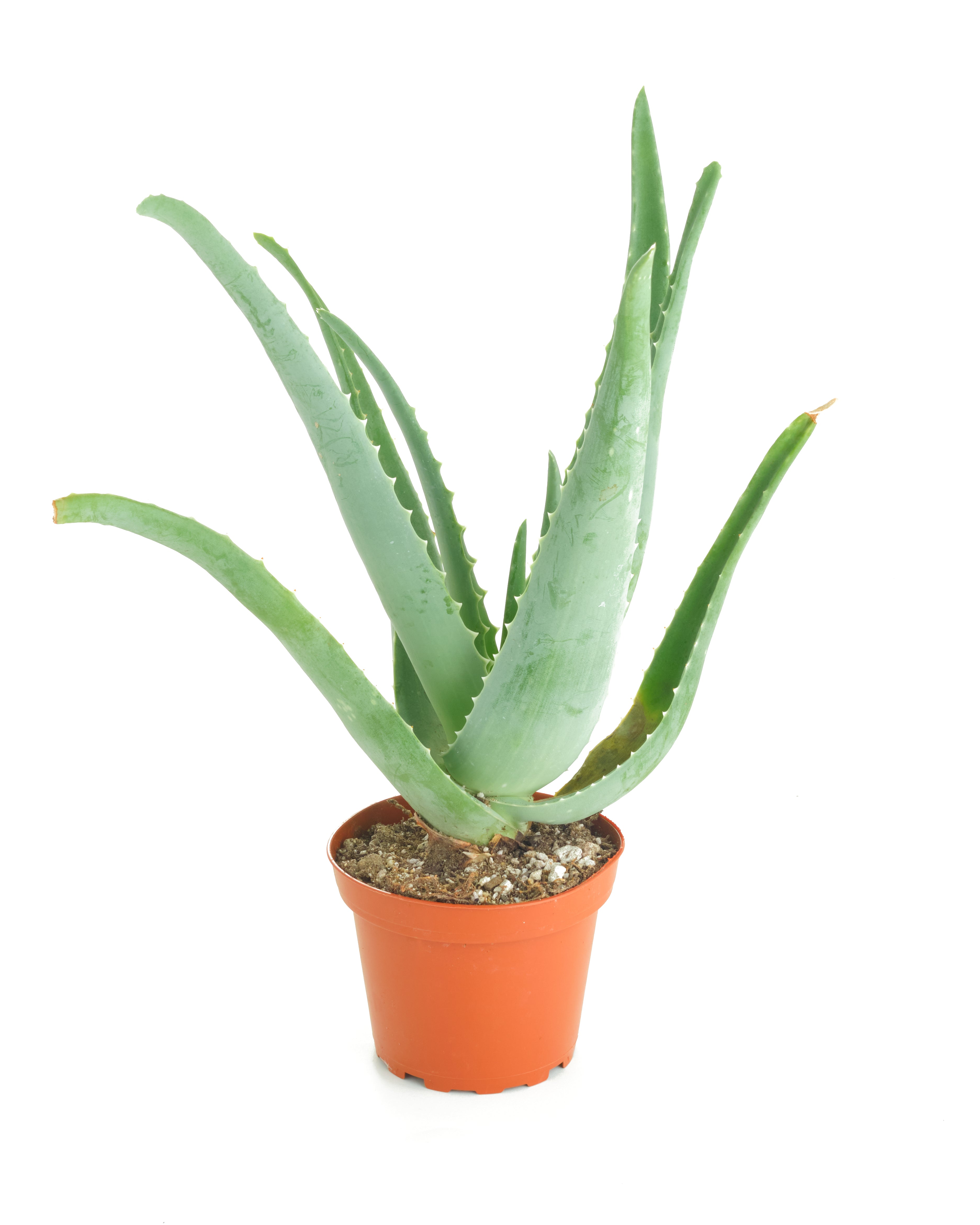 Aloe Vera Plant-mmluna