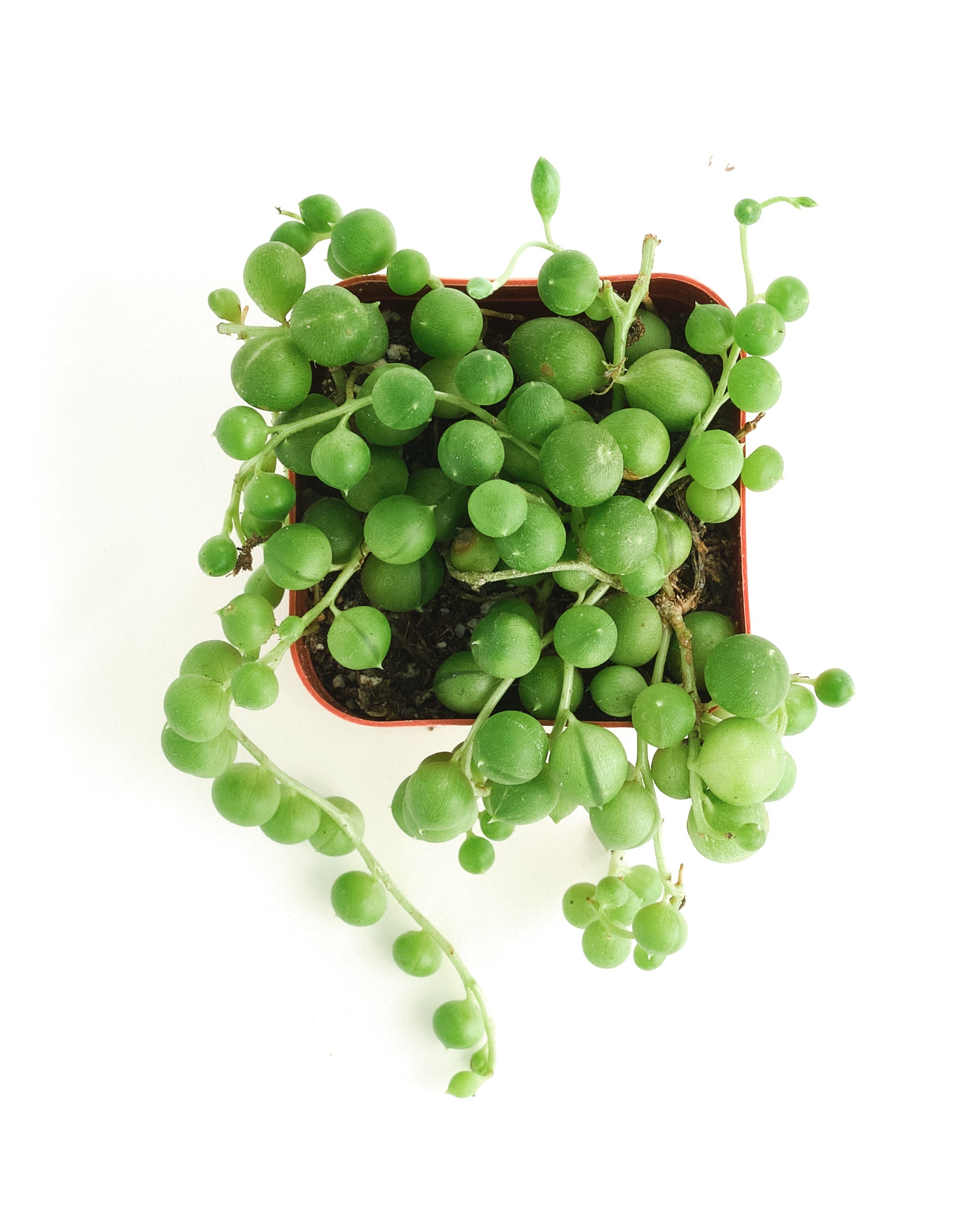 Senecio Rowleyanus 'String of Pearls'-mmluna