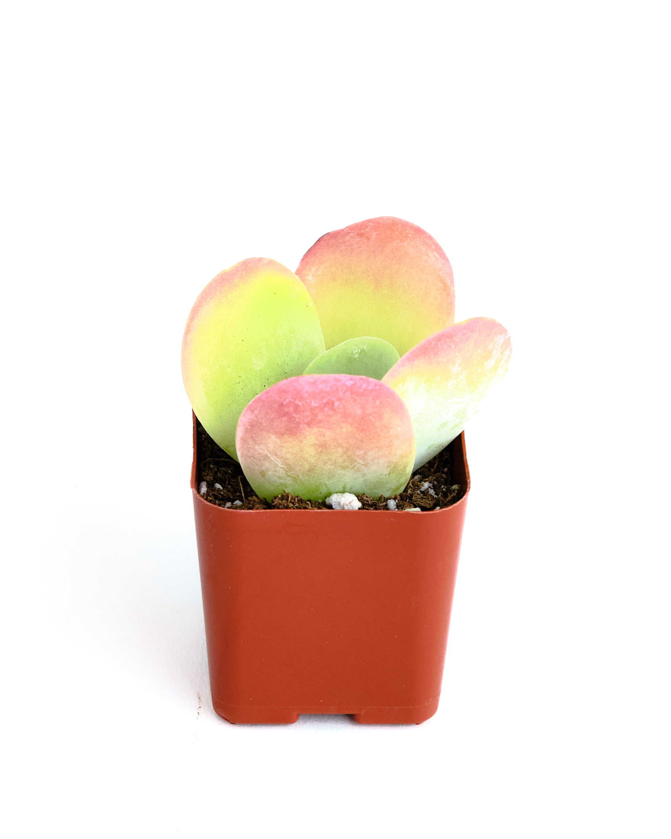 Kalanchoe thyrsiflora 'Flapjack'-mmluna