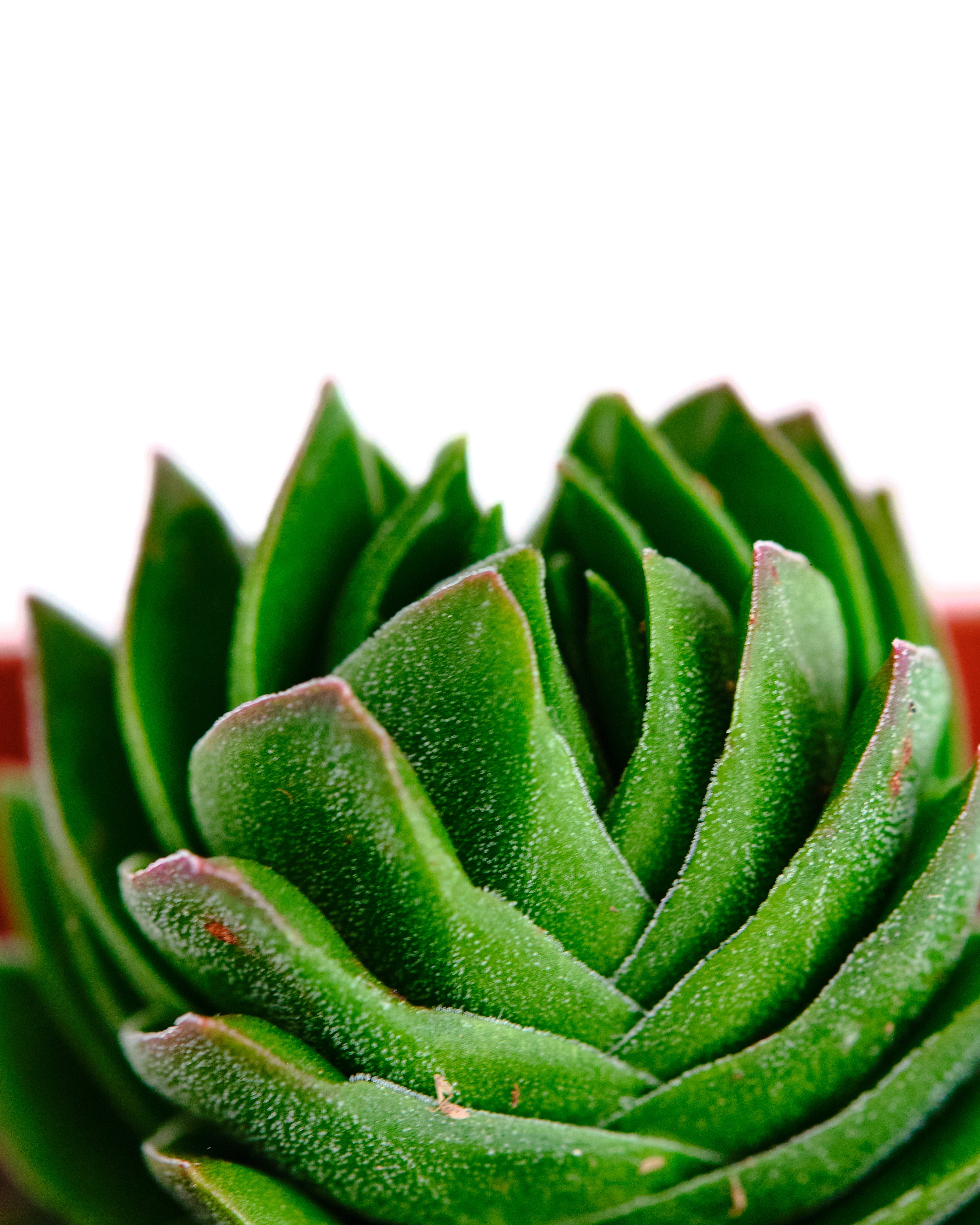 Crassula pyramidalis 'Buddha Temple'-mmluna
