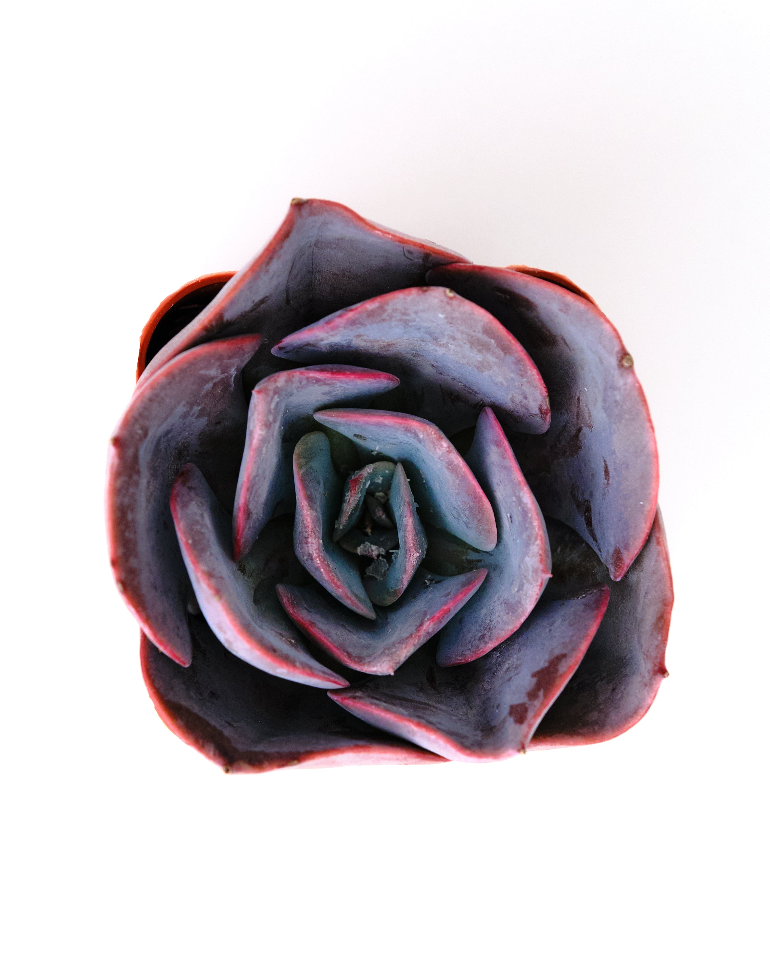 Echeveria 'Dusty Rose'-mmluna