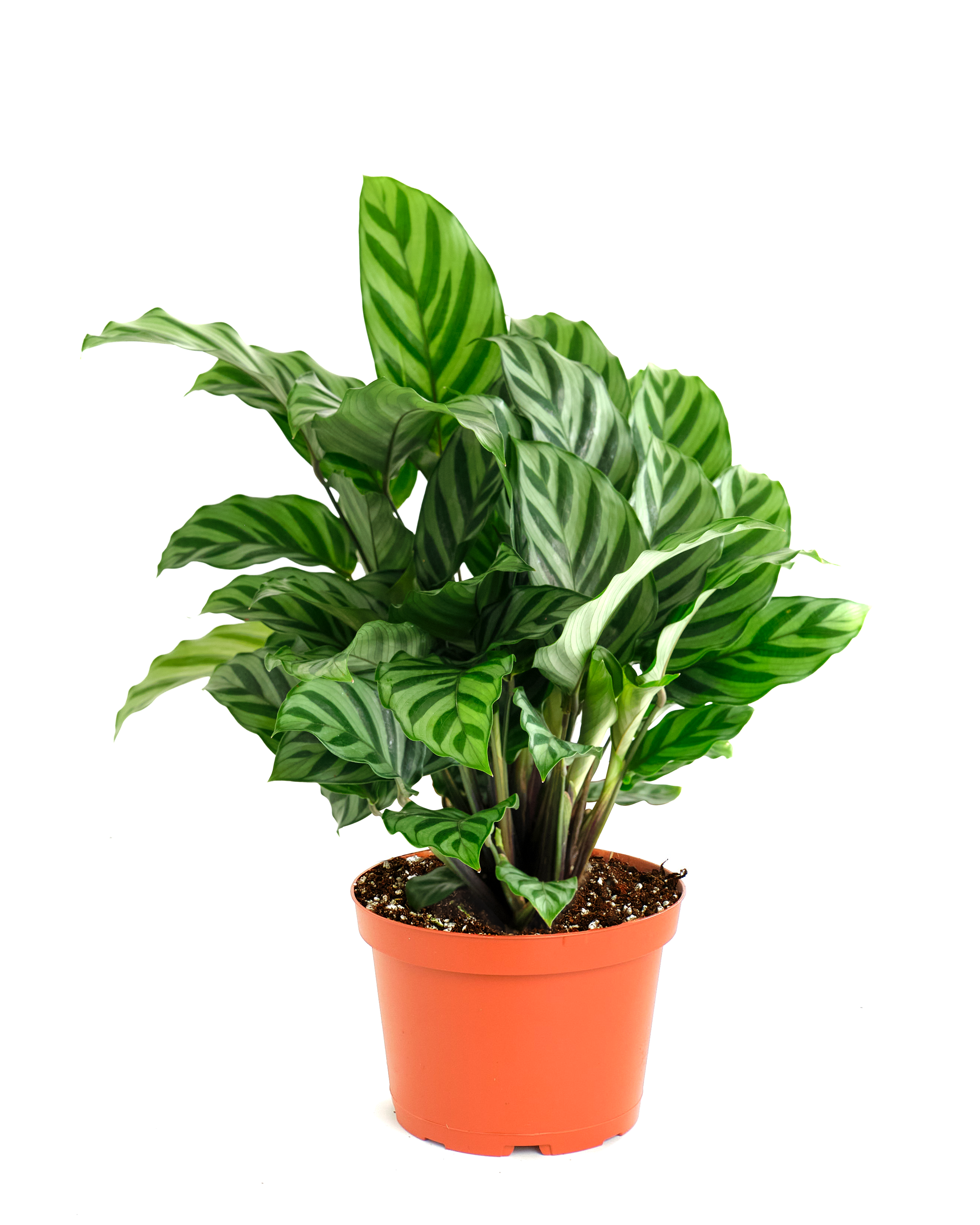 Calathea Concinna 'Freddie'-mmluna