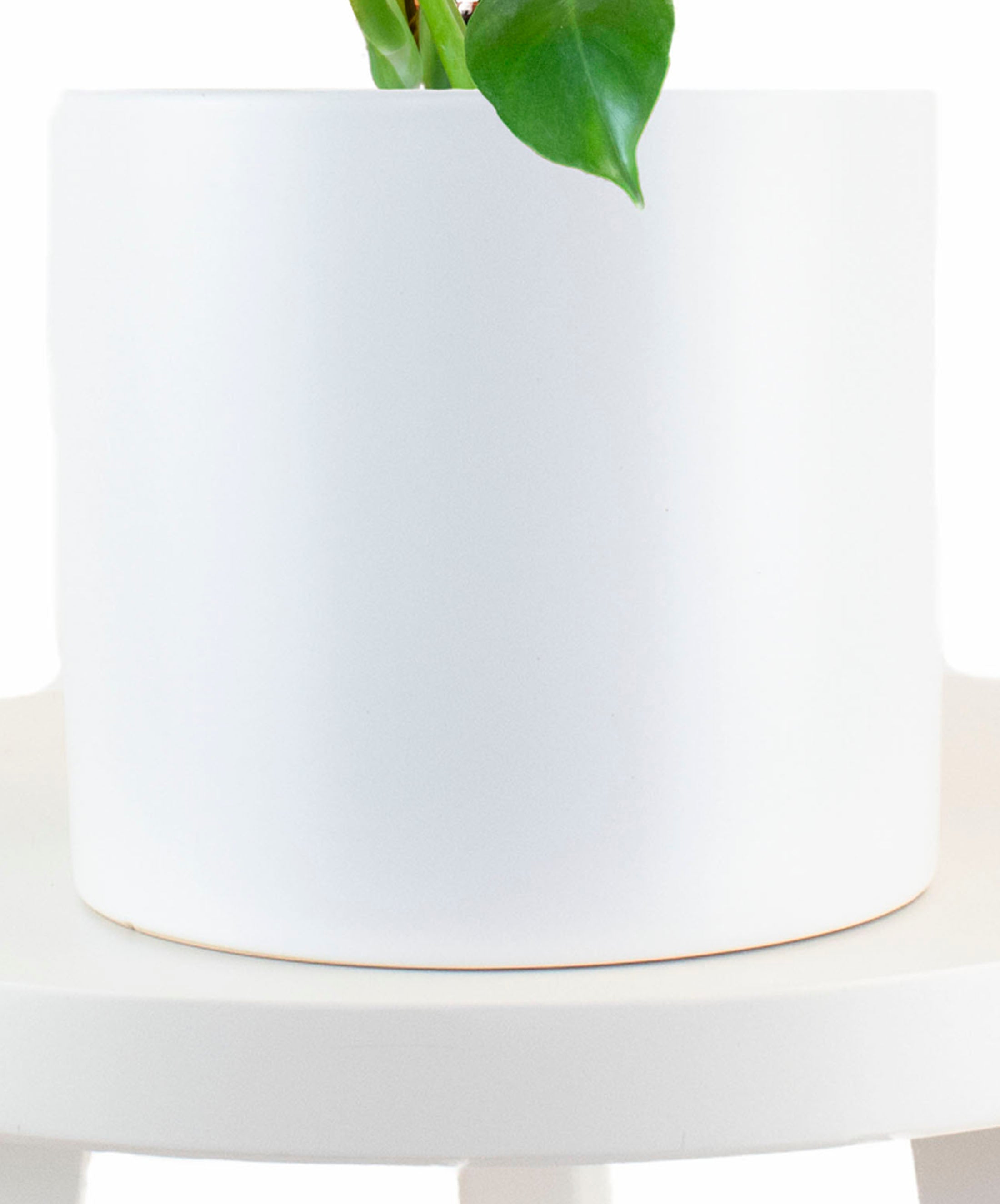 Monstera Deliciosa in White Ceramic Cylinder Planter-mmluna