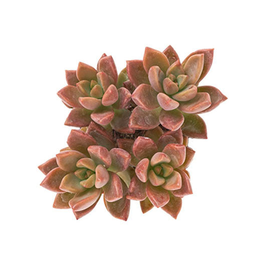 Graptosedum 'Vera Higgins'-mmluna