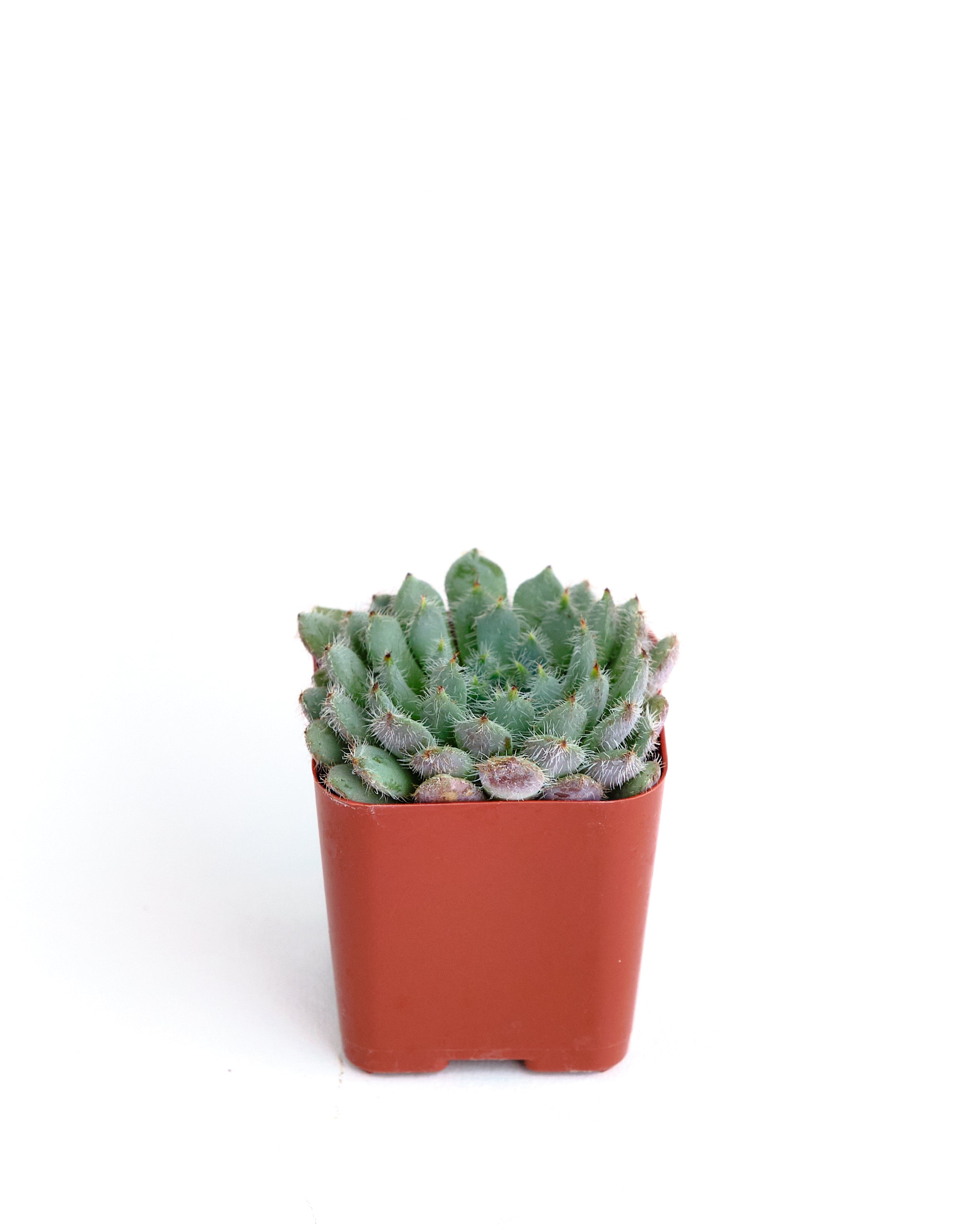 Echeveria 'Blue Setosa'-mmluna