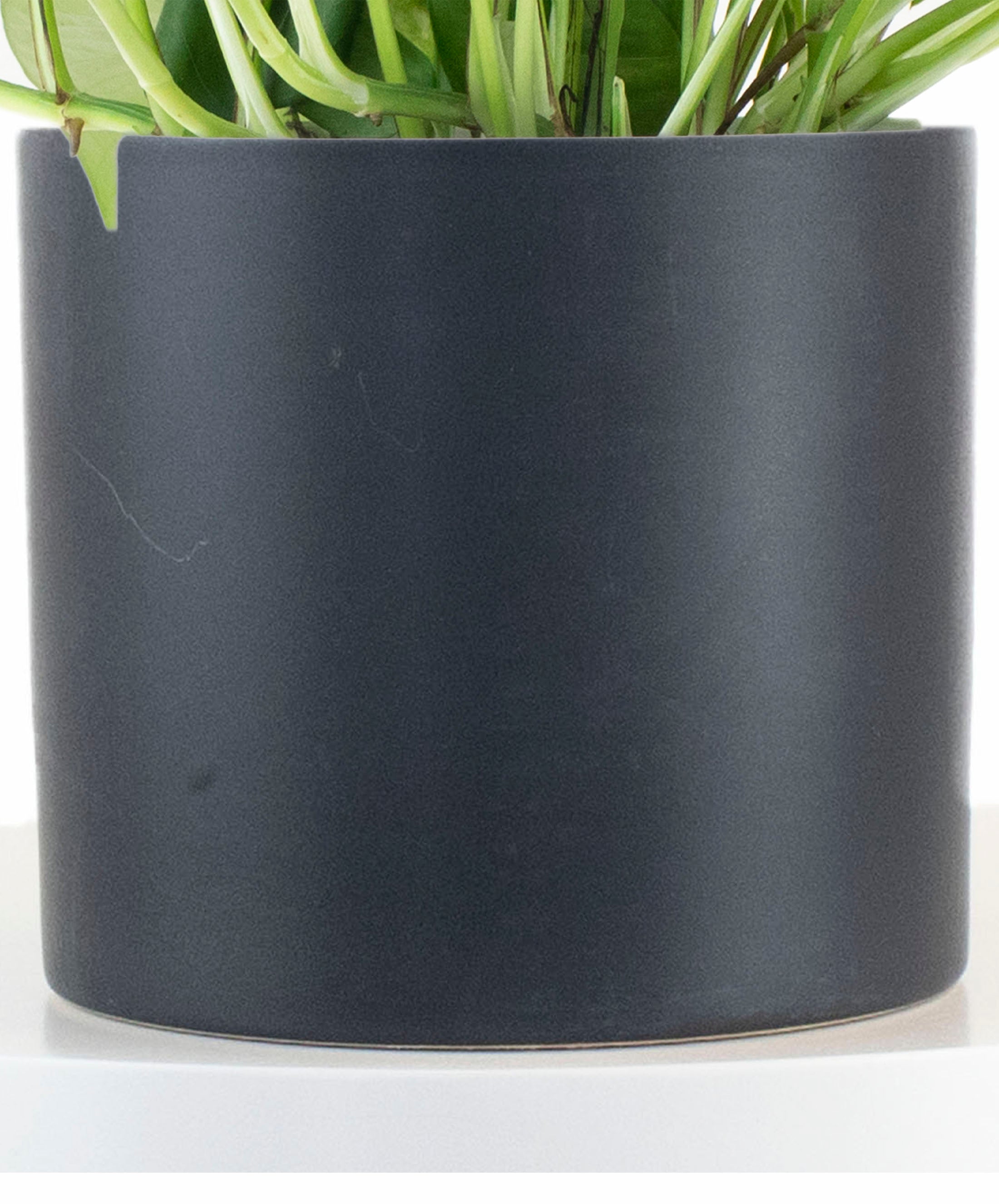 Epipremnum aureum 'Pothos' in Black Ceramic Cylinder Planter-mmluna